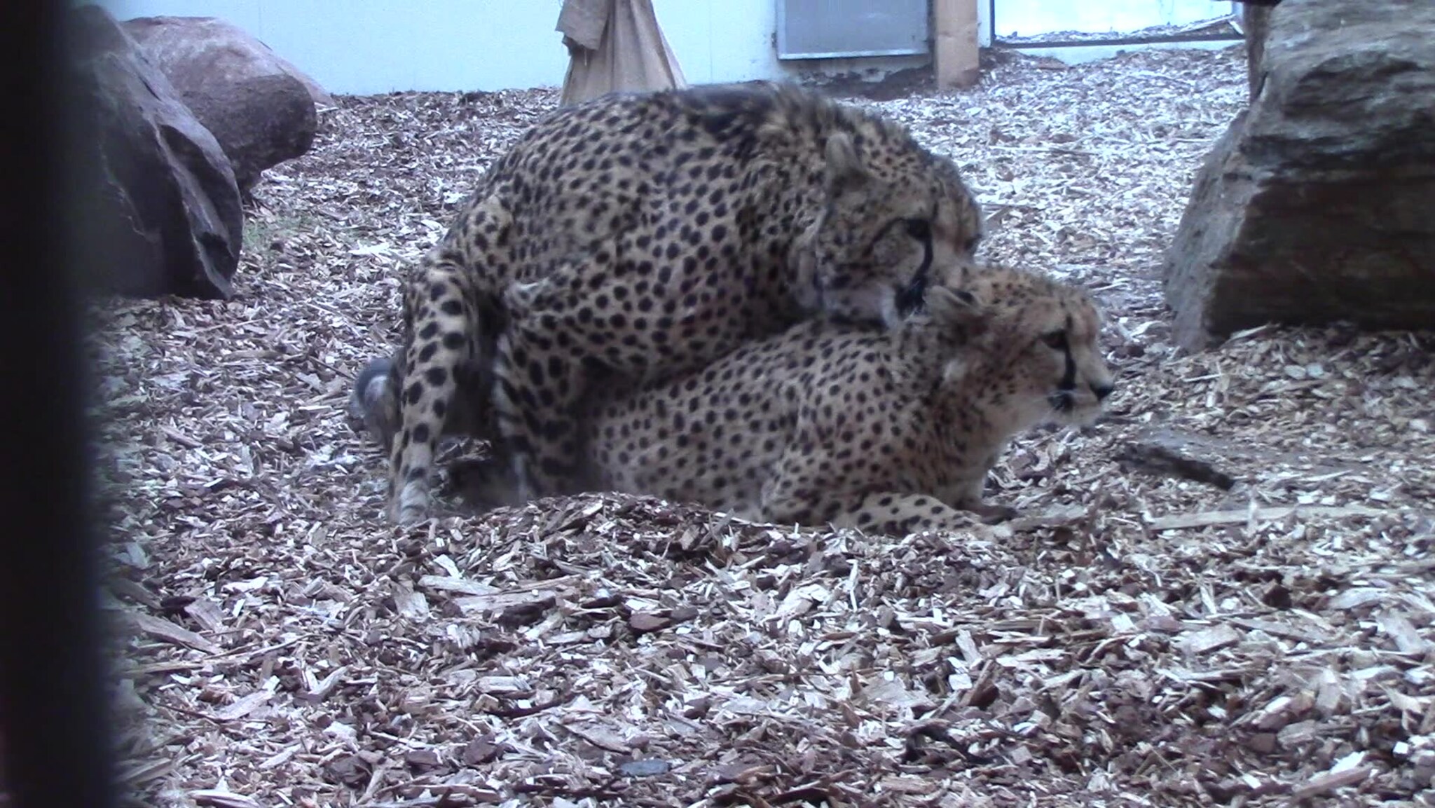 Gepard
