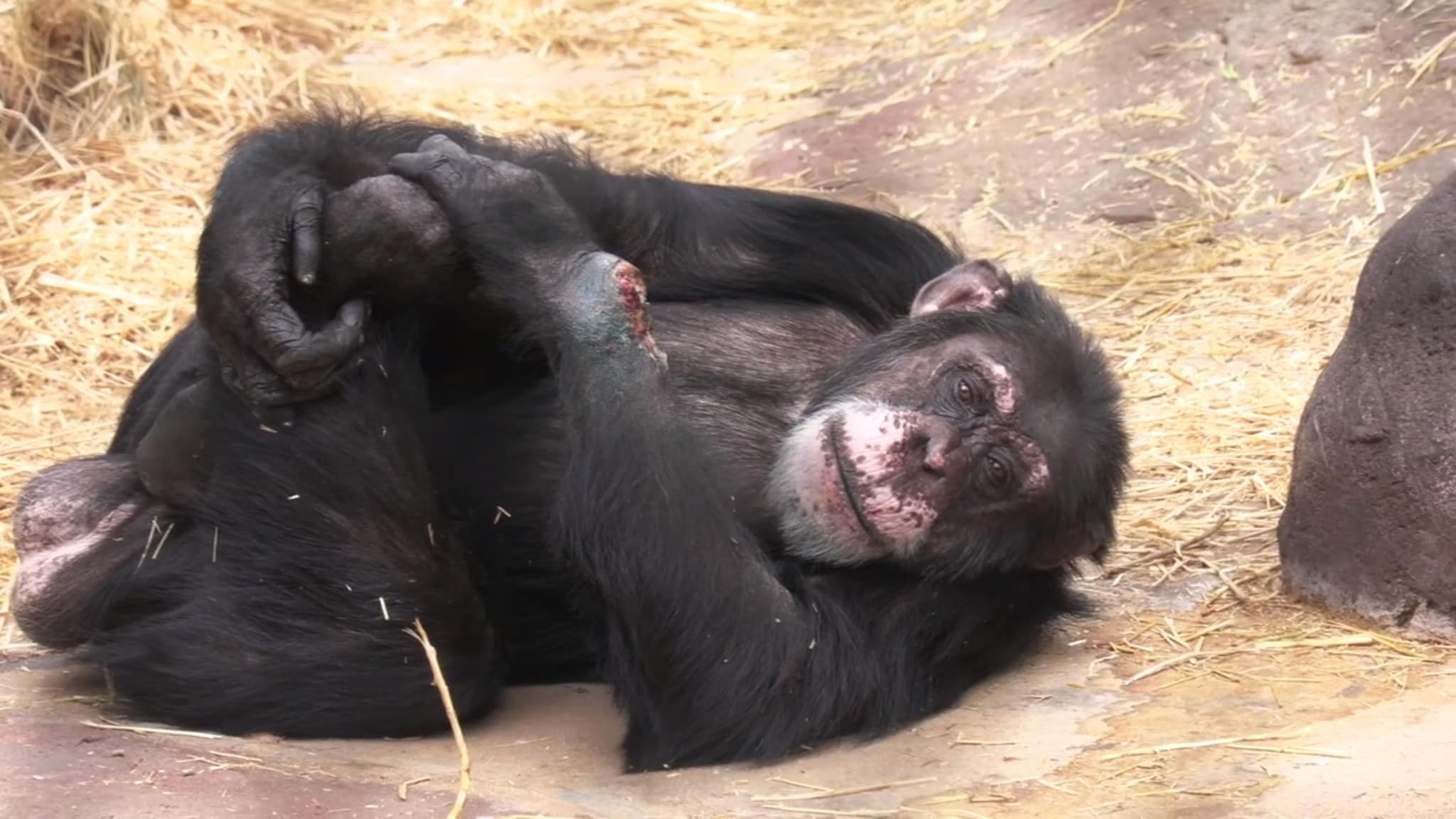 Dyreparkens veterinær: - Dette kunne tatt livet av Julius