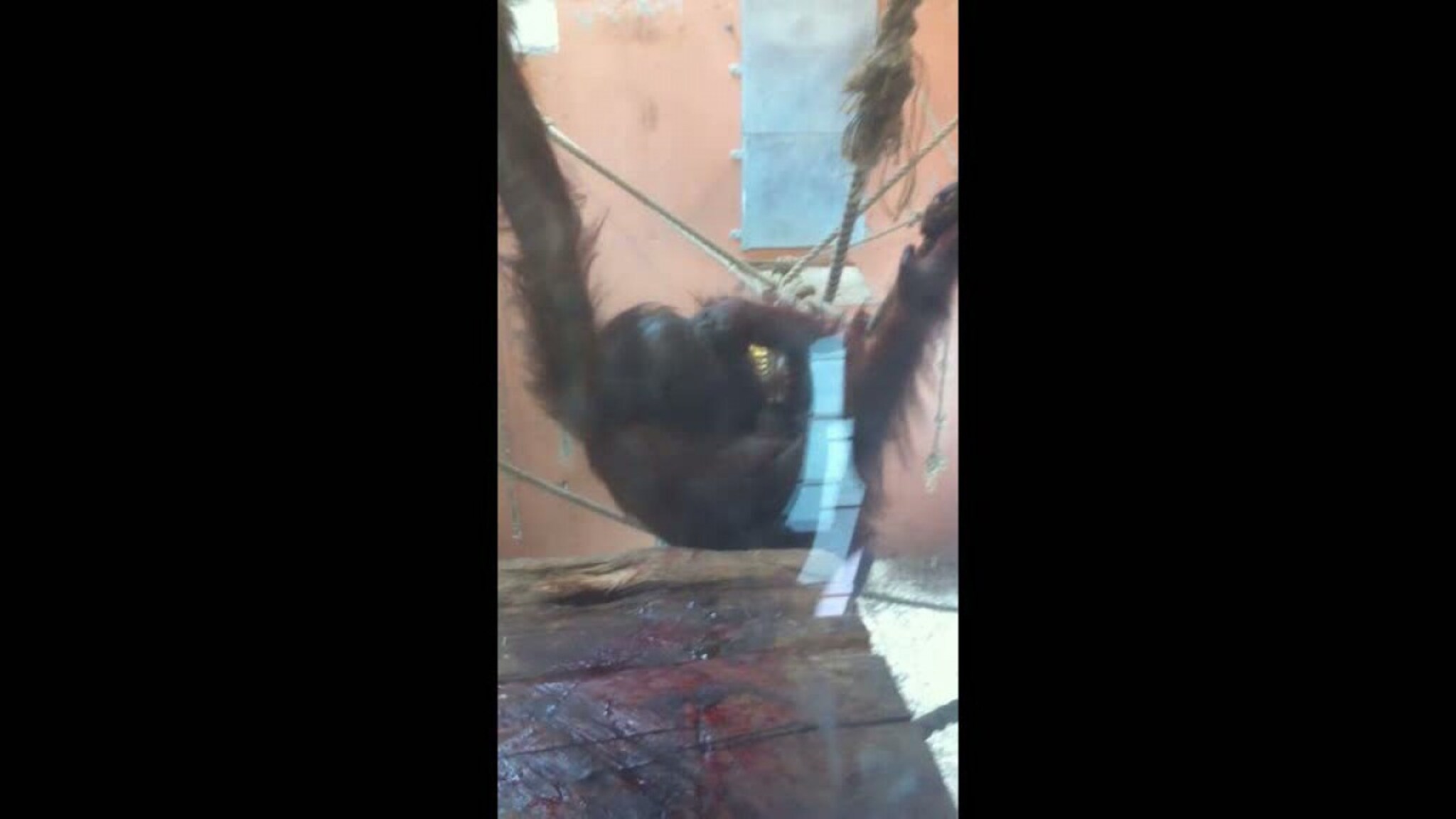 Orangutangfødsel i Dyreparken