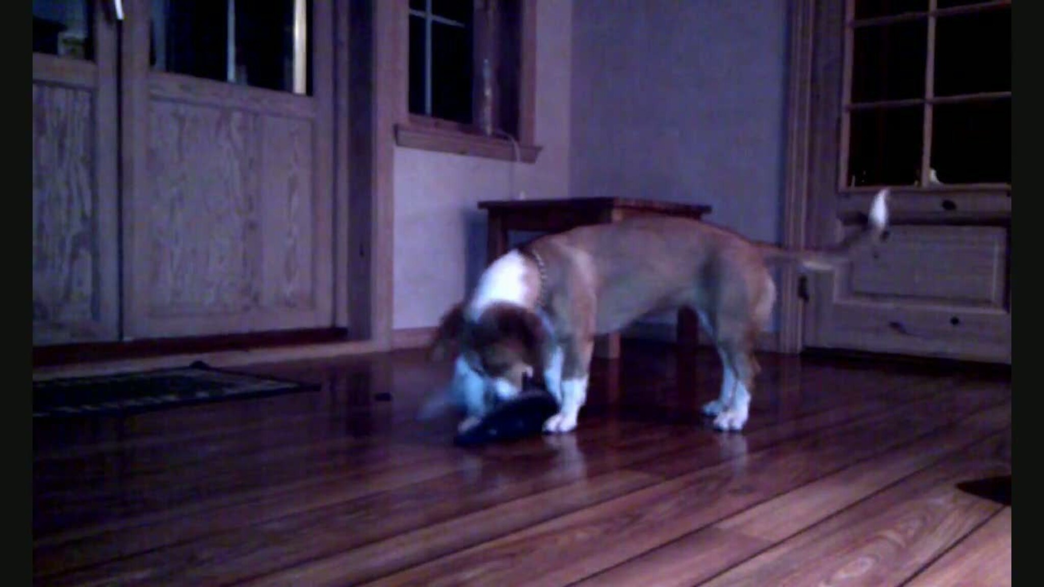 Hunden kaster på katten