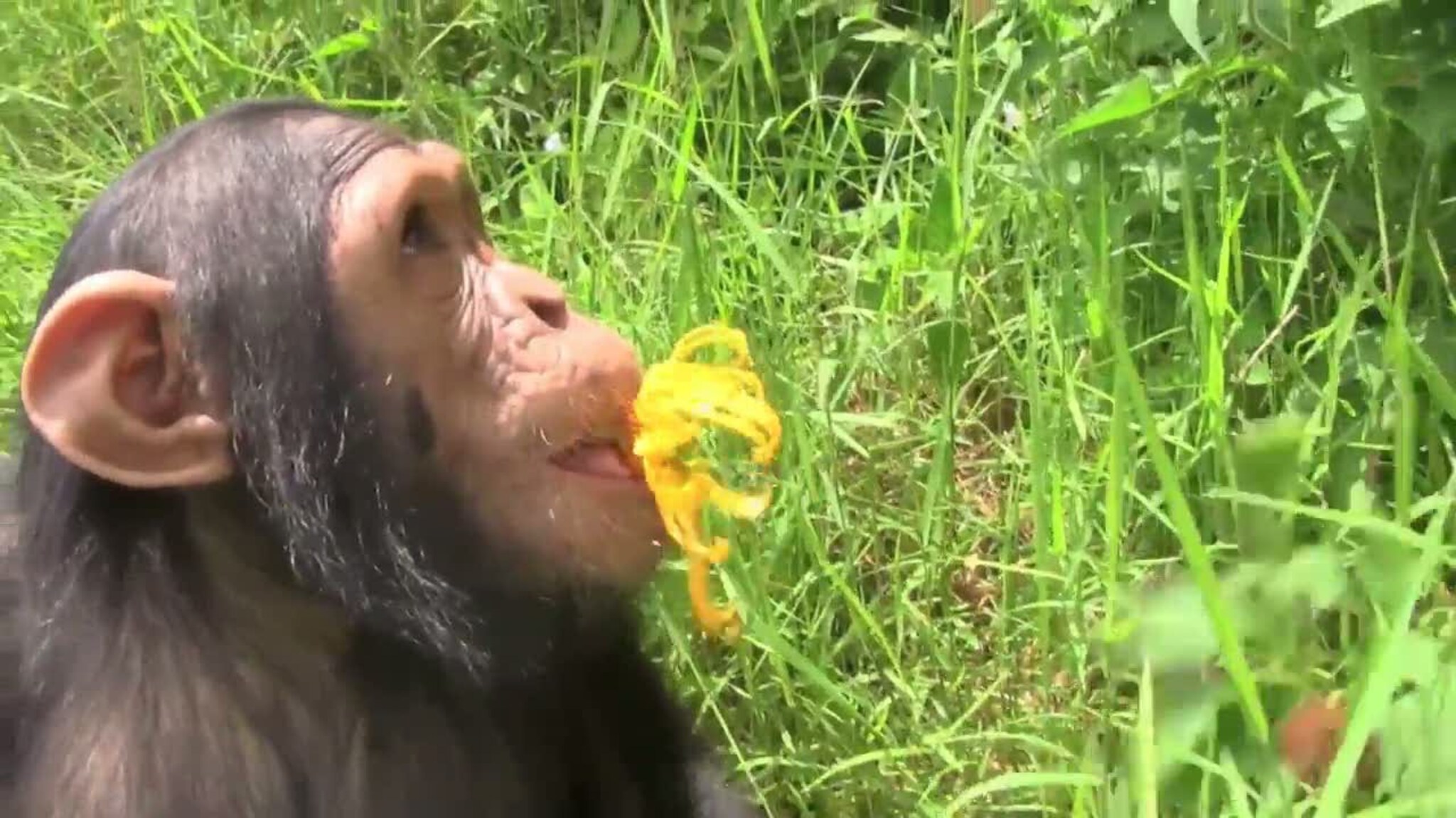 Her får sjimpansene oppleve skogen igjen
