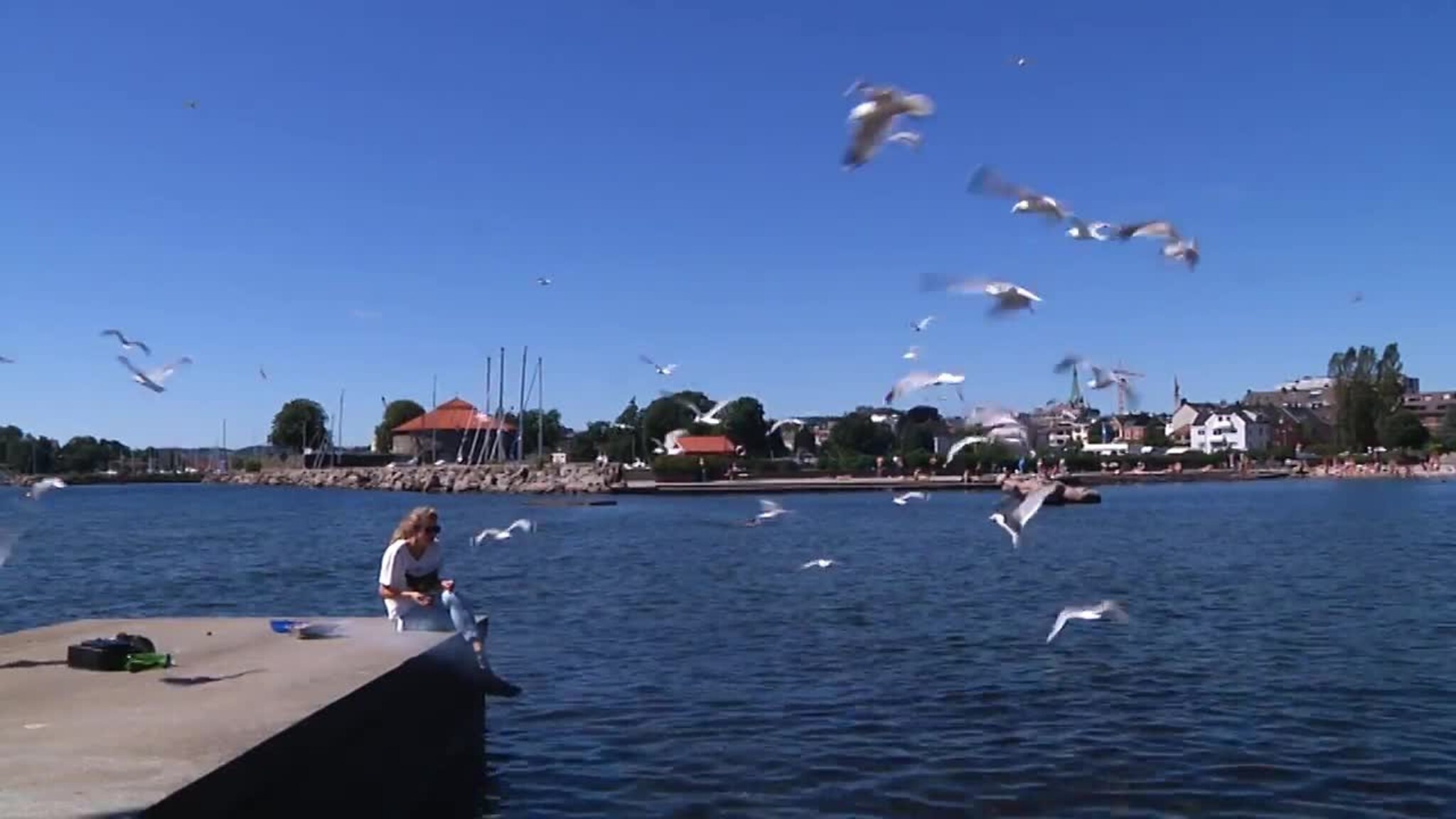Her går måkene amok