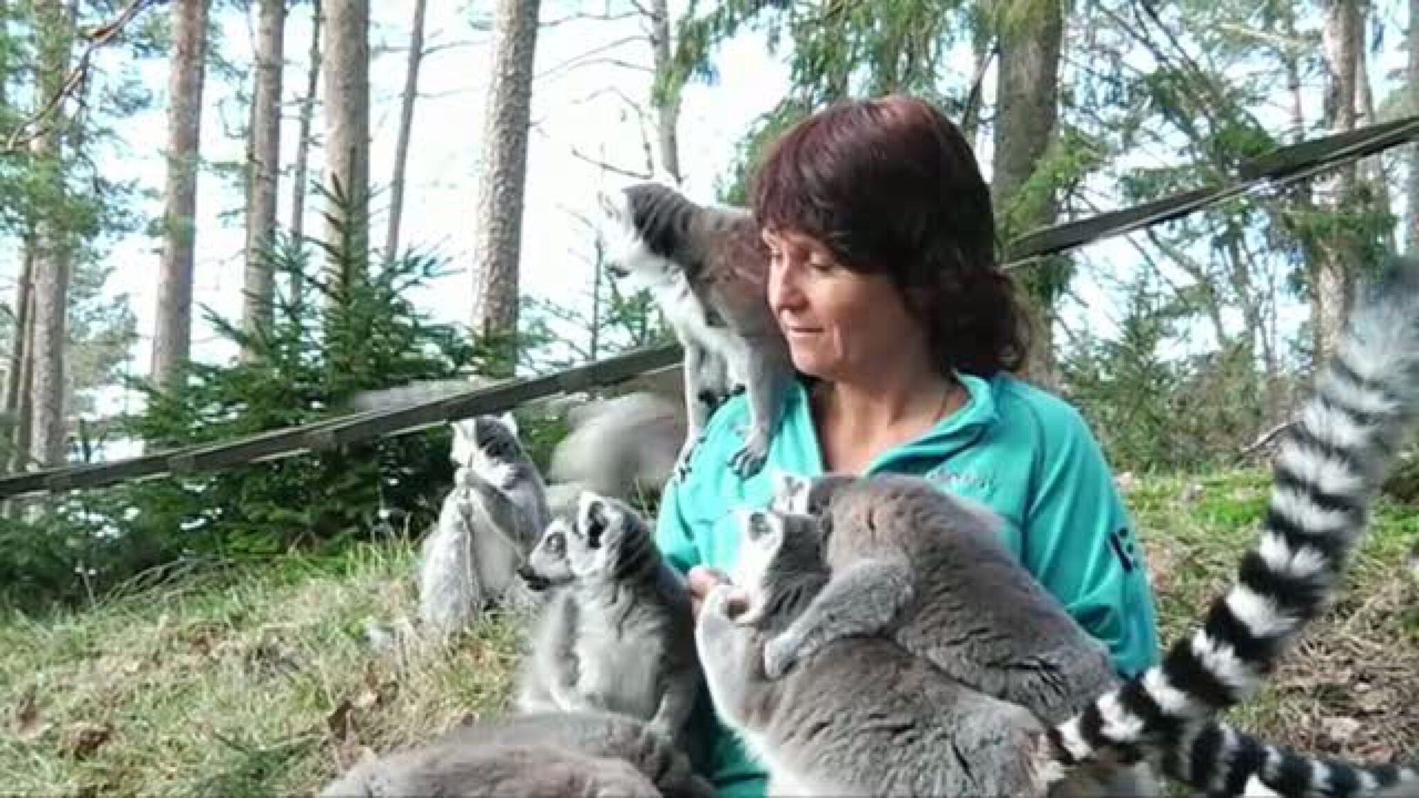 Rekordtidlig lemur-slipp