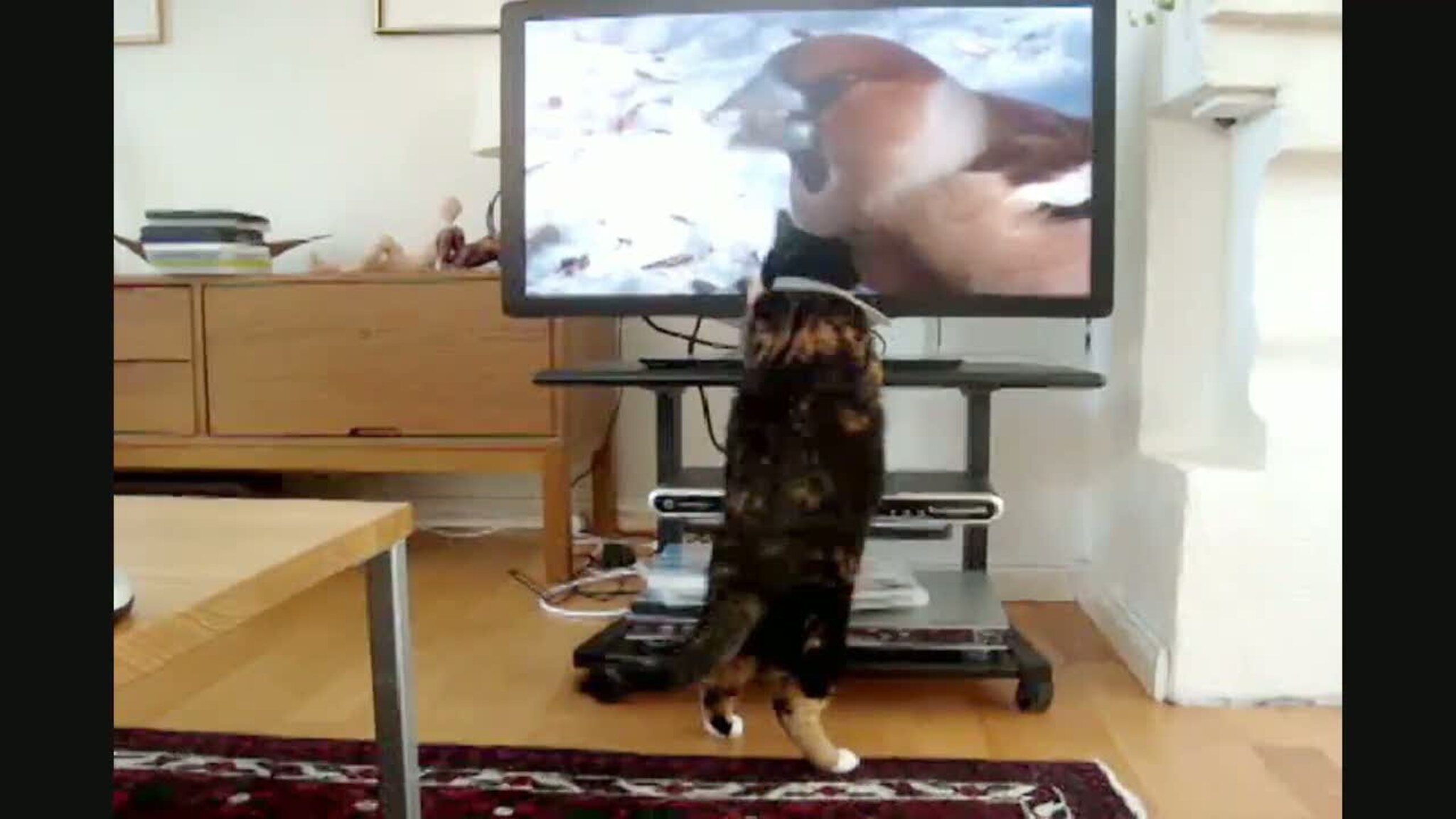 Pus ser på fugleprogram