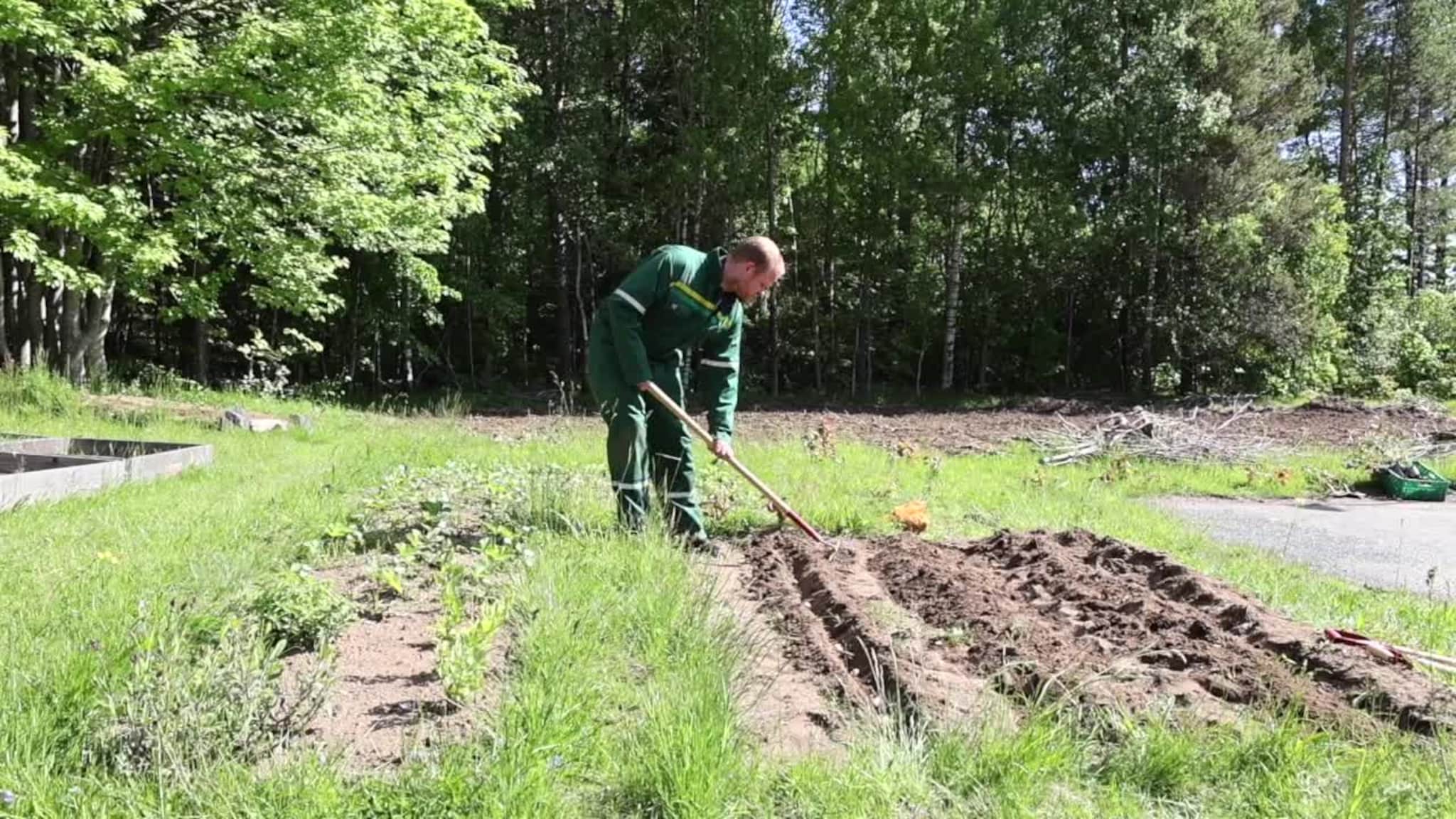 Omdal og Mørk setter poteter på et jorde 3.m4v