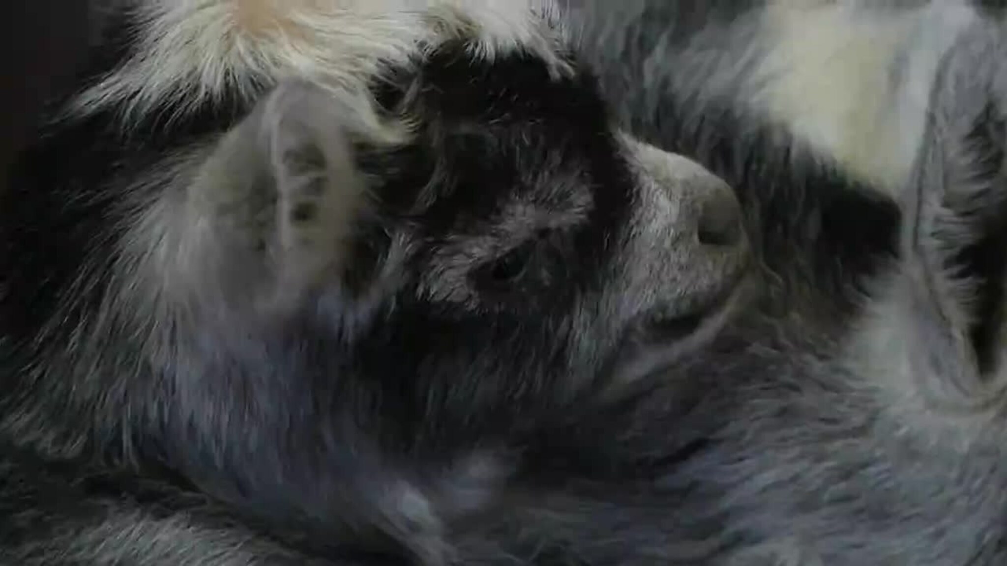 Babyboom i Dyreparken