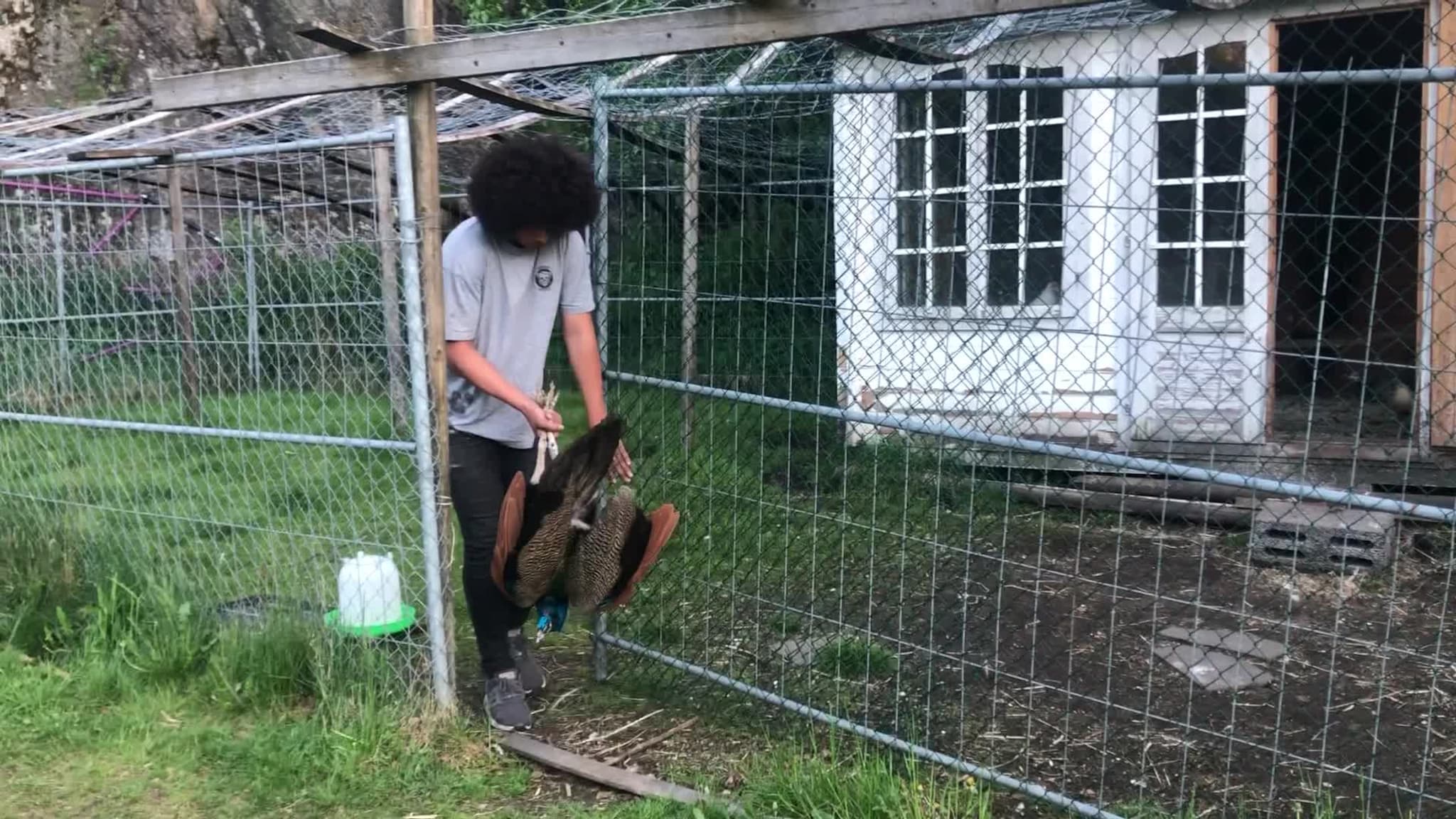 Her kommer påfuglen Markus hjem