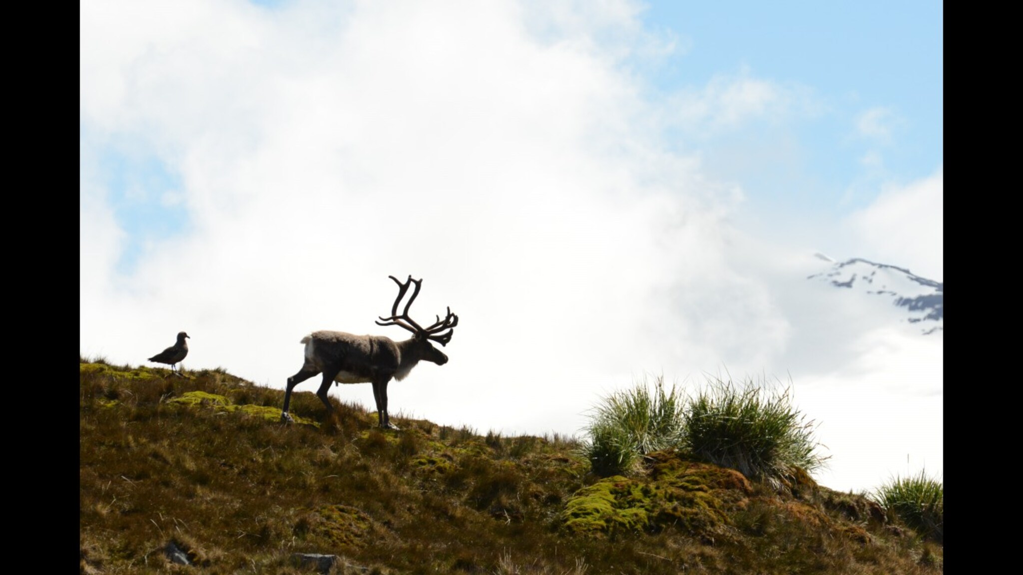 Dommedag for Rudolf
