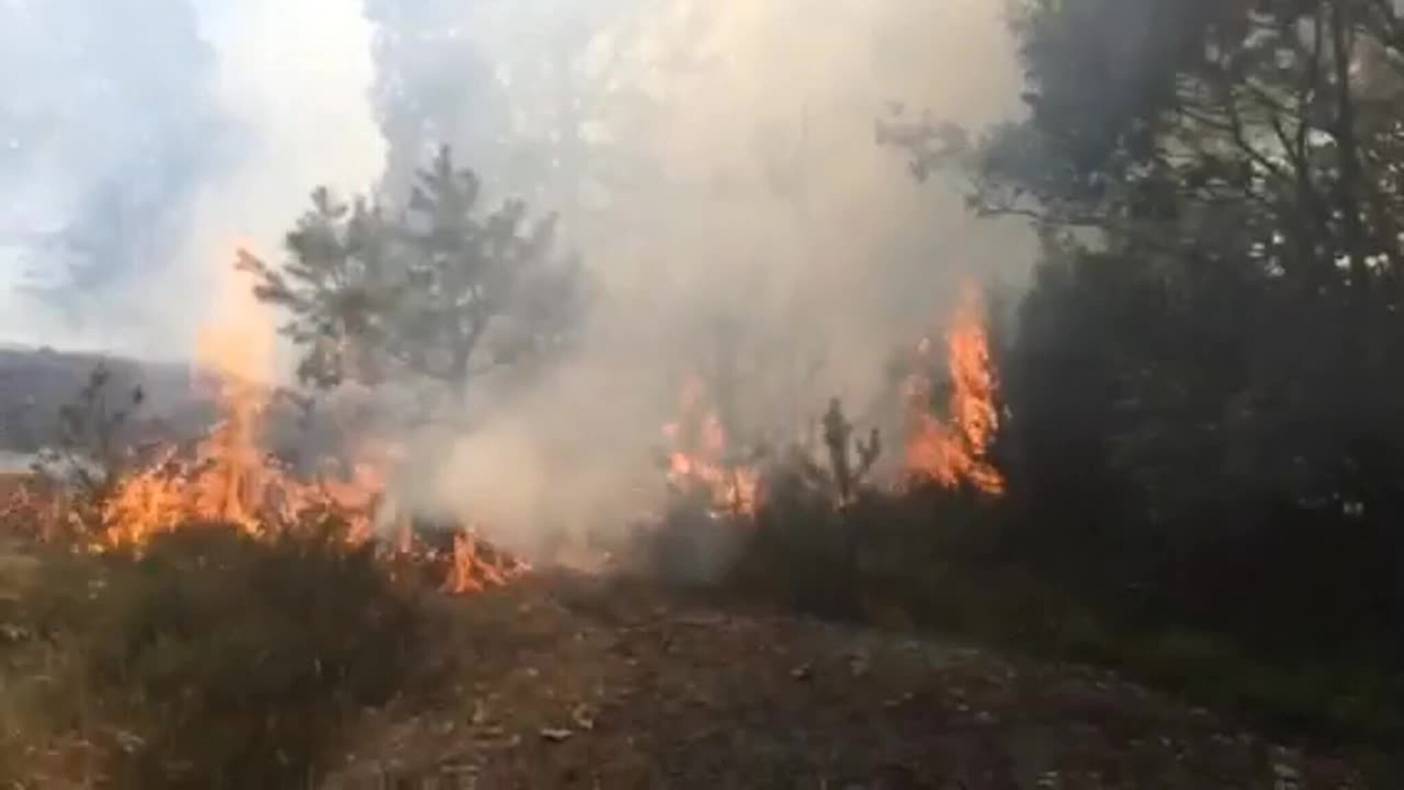 Kratt og skogbrann på His