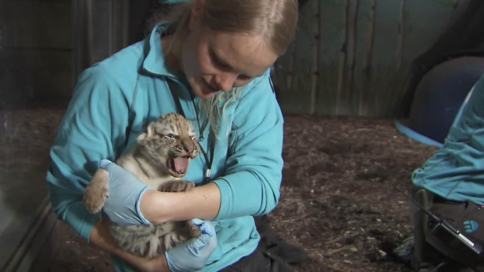 Se hvordan det gikk på tigerungenes første legesjekk
