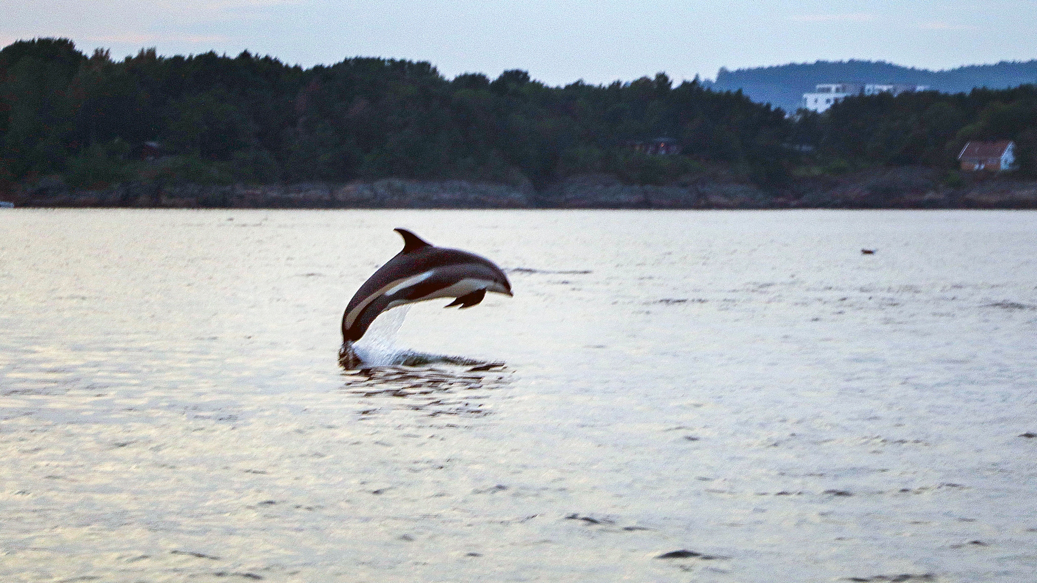 VIDEO: Se delfinflokken kose seg ved Dvergsøya