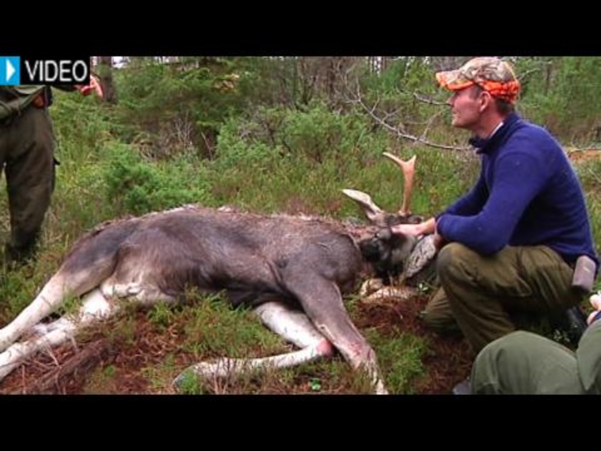 Spennende elgjakt i Iveland