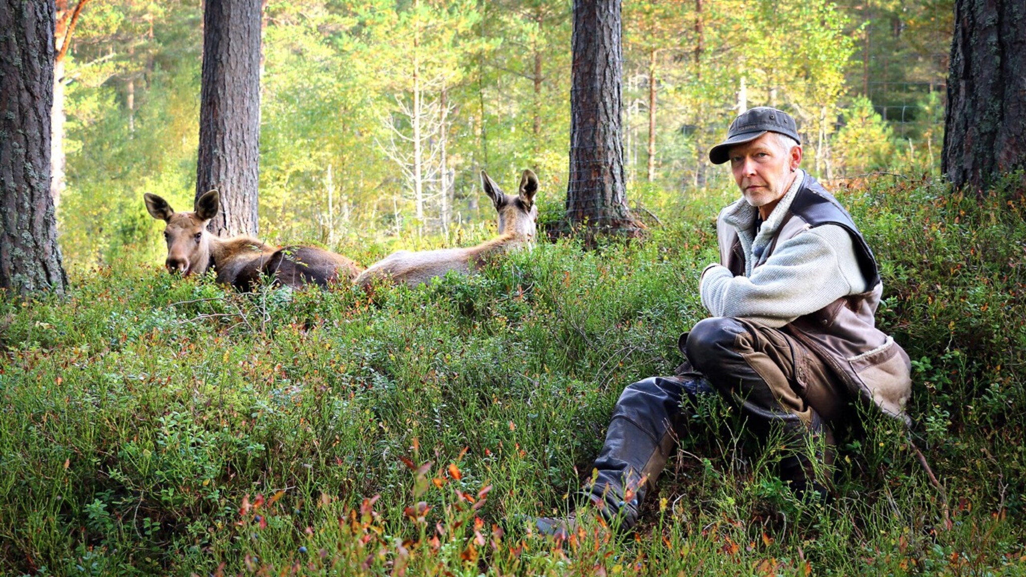 Snart kan du sitte på elg i Setesdal