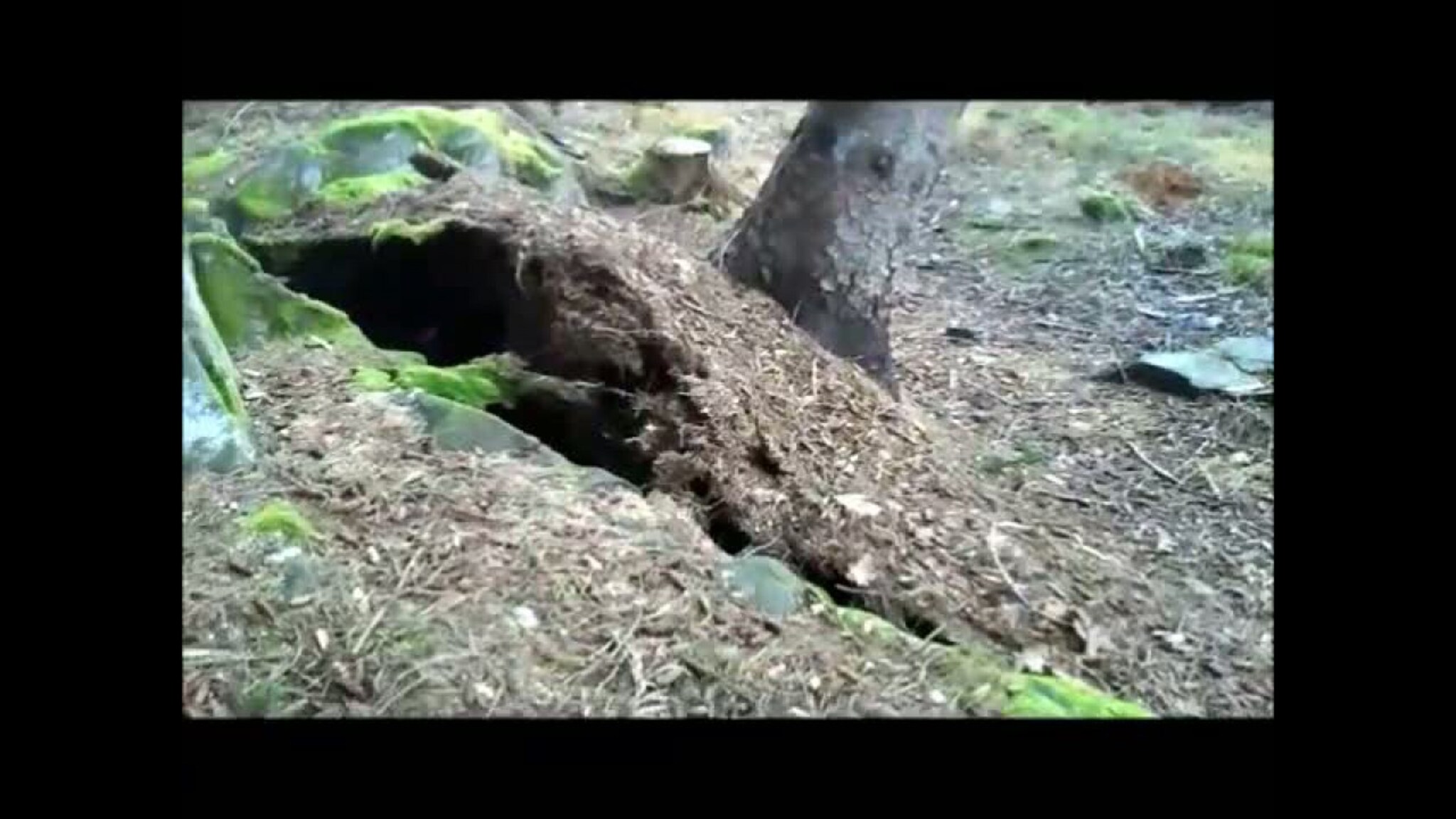 Her faller treet i bakken