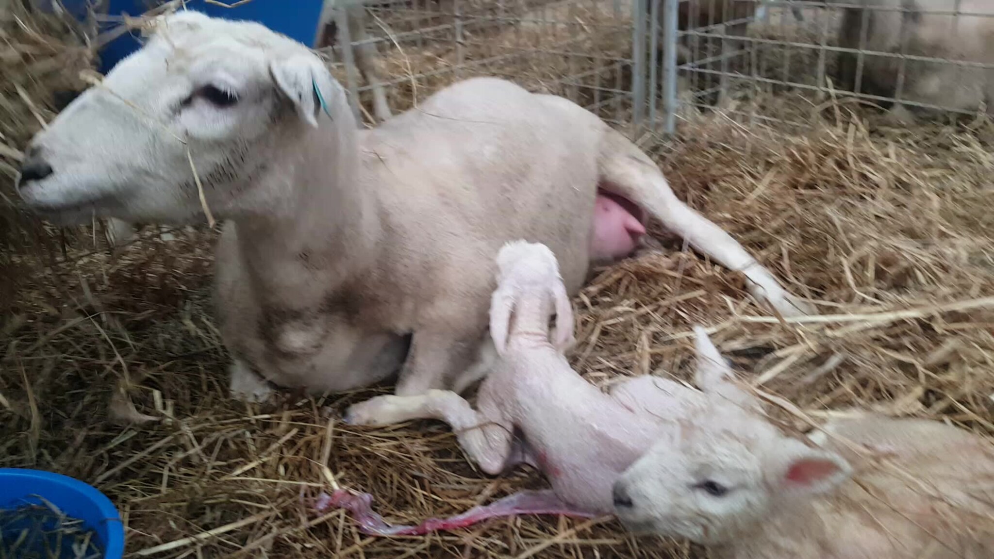 Her blir det ferske lammet stelt av mor