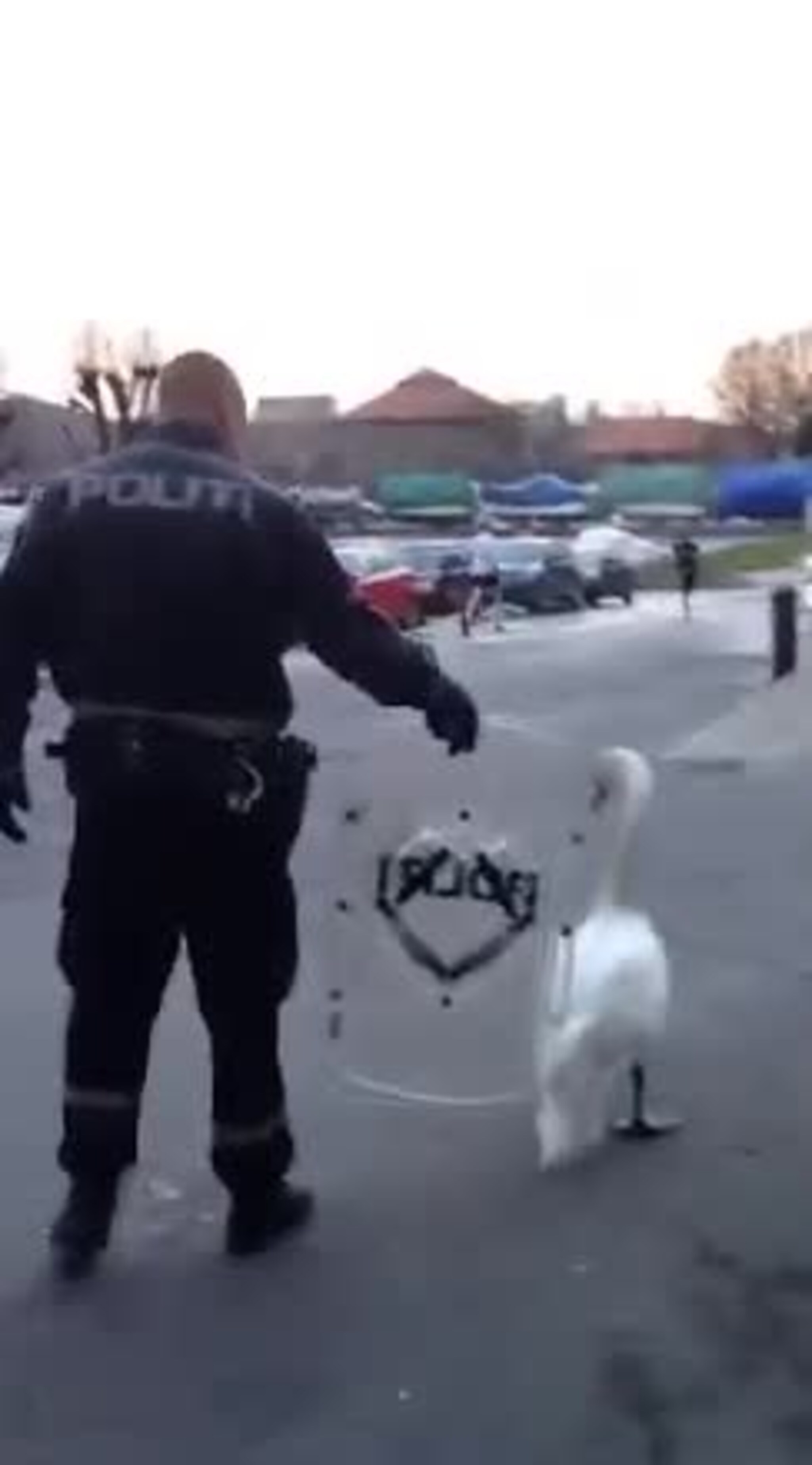 Politiet måtte geleide bort svane