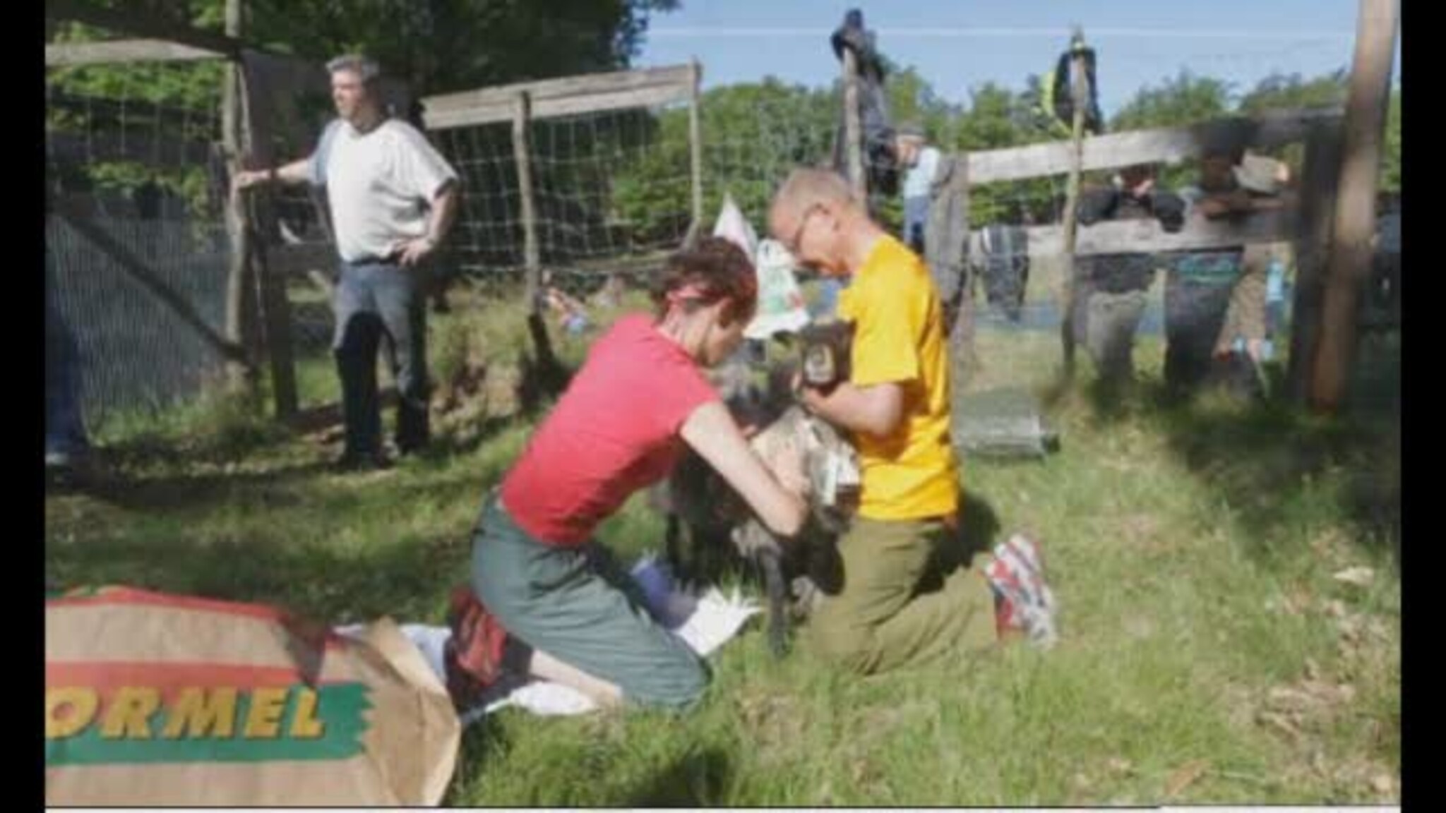 Villsau på Bragdøya