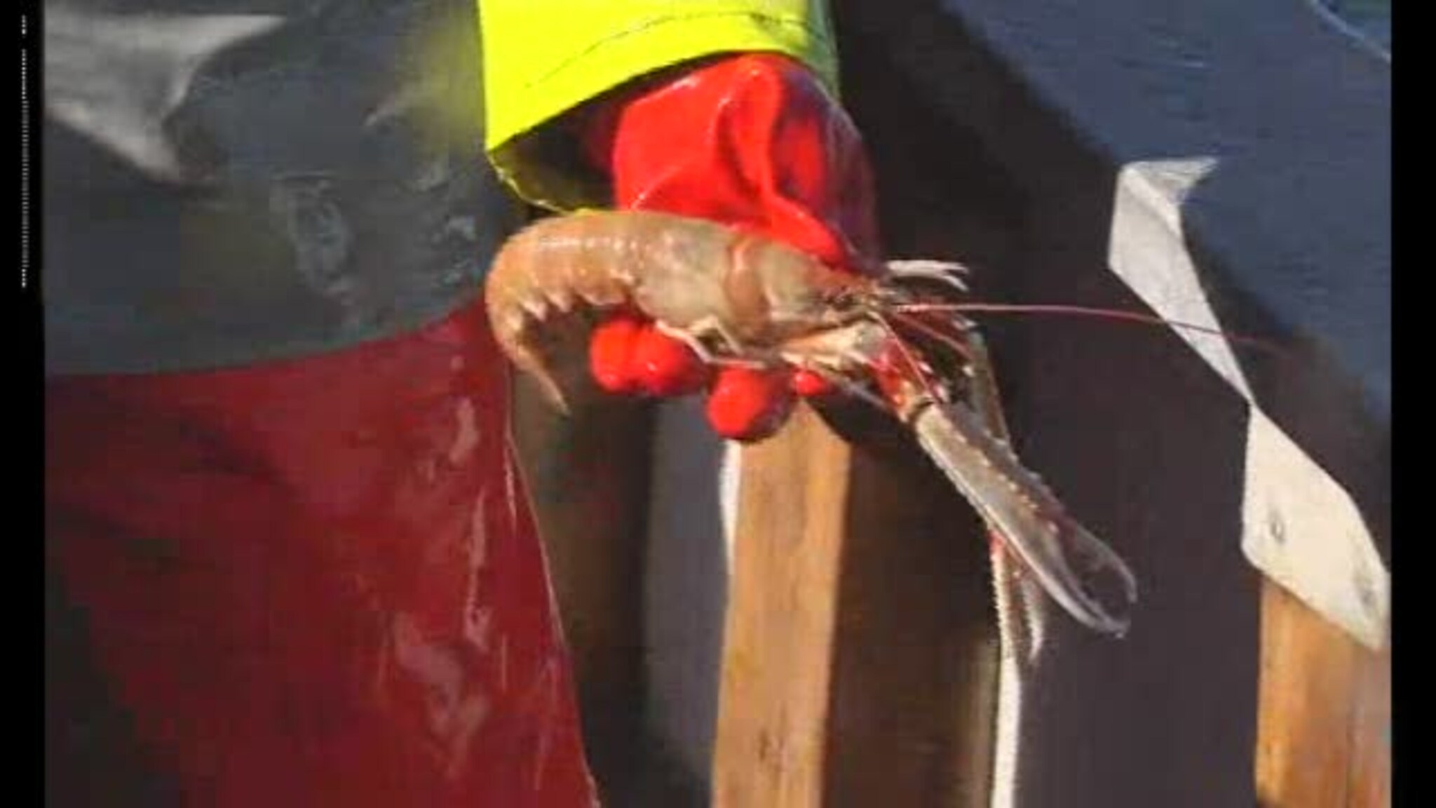 Bli med på rekefiske!