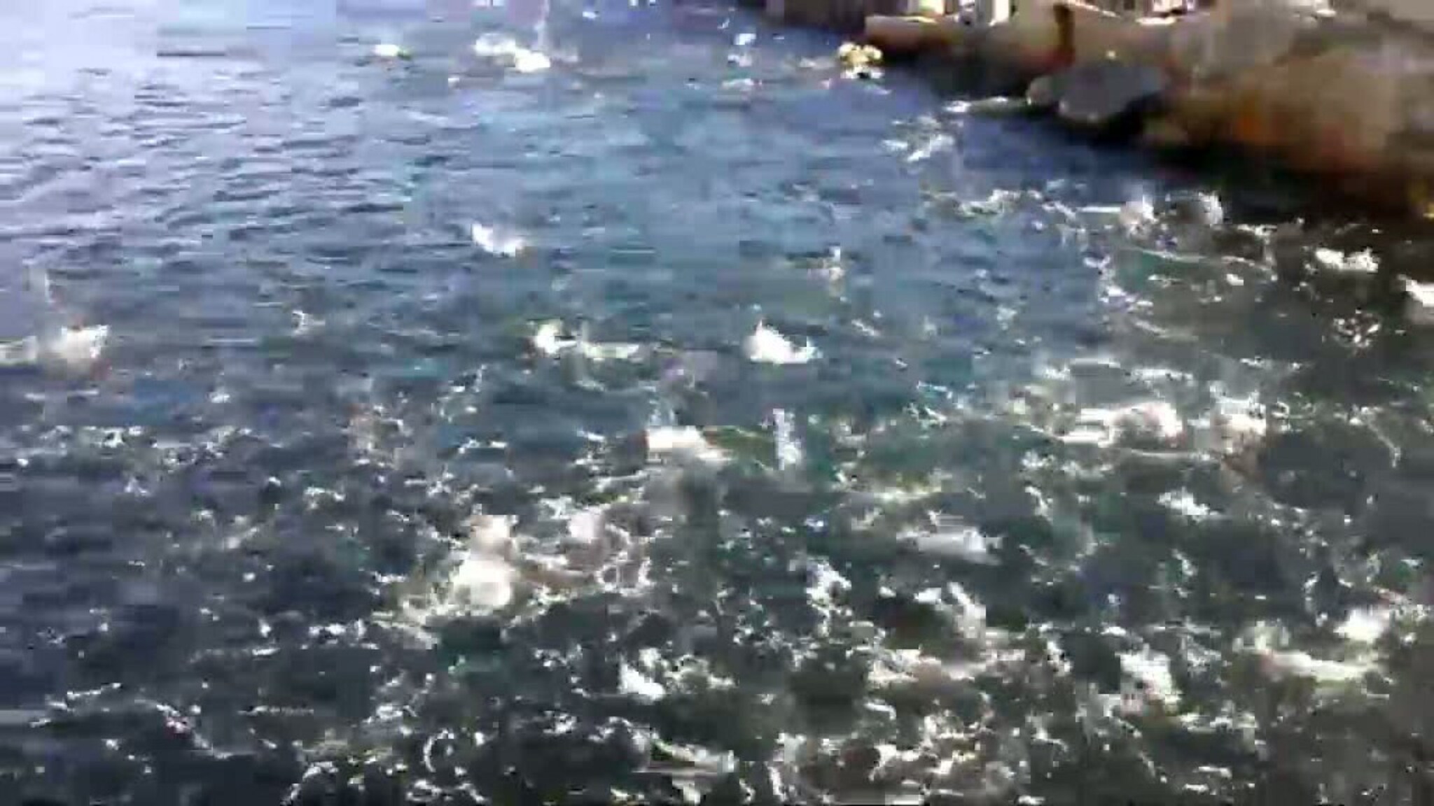 Se fisken gå bananas