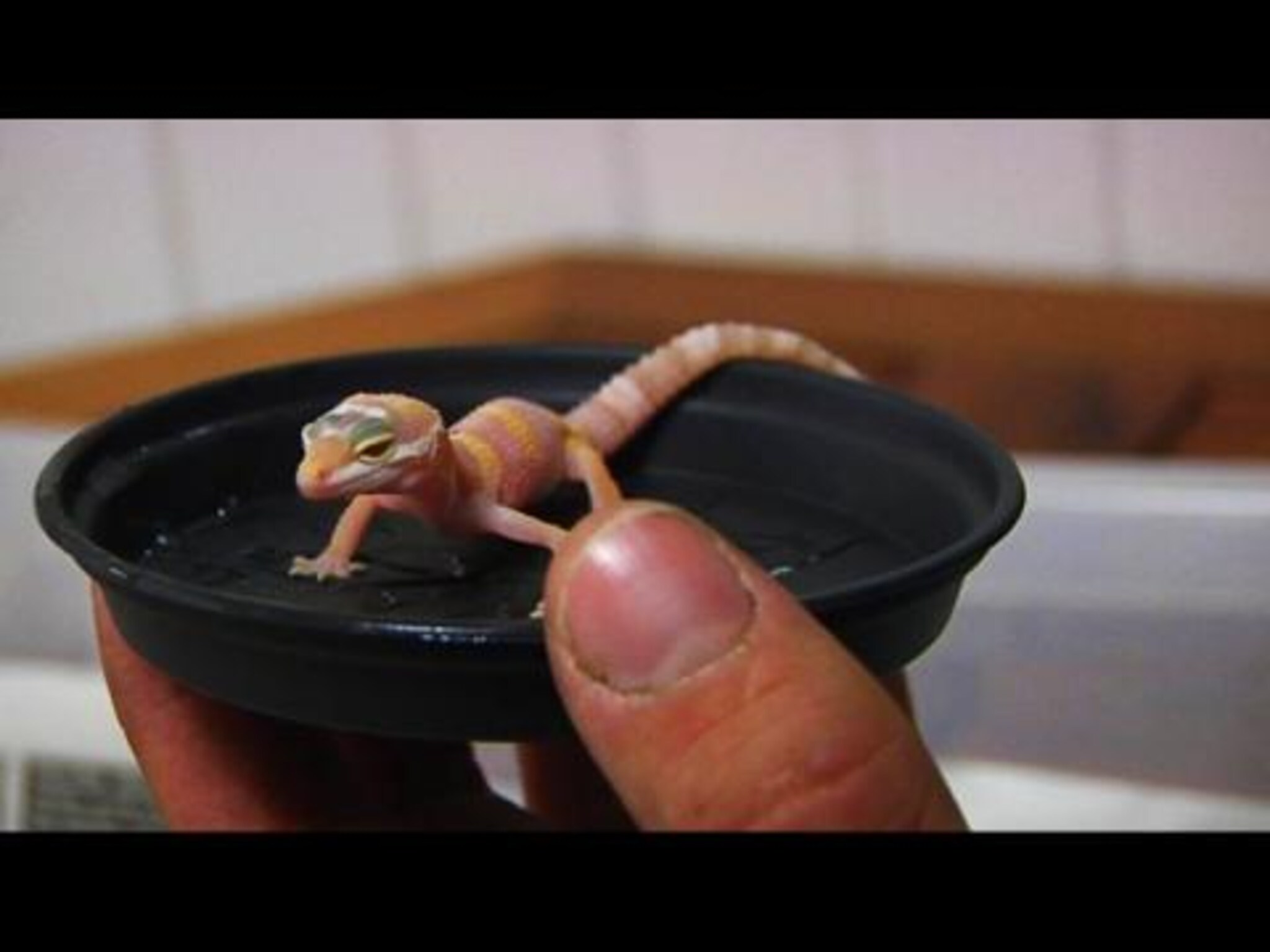 Smuglerslangene omplassert