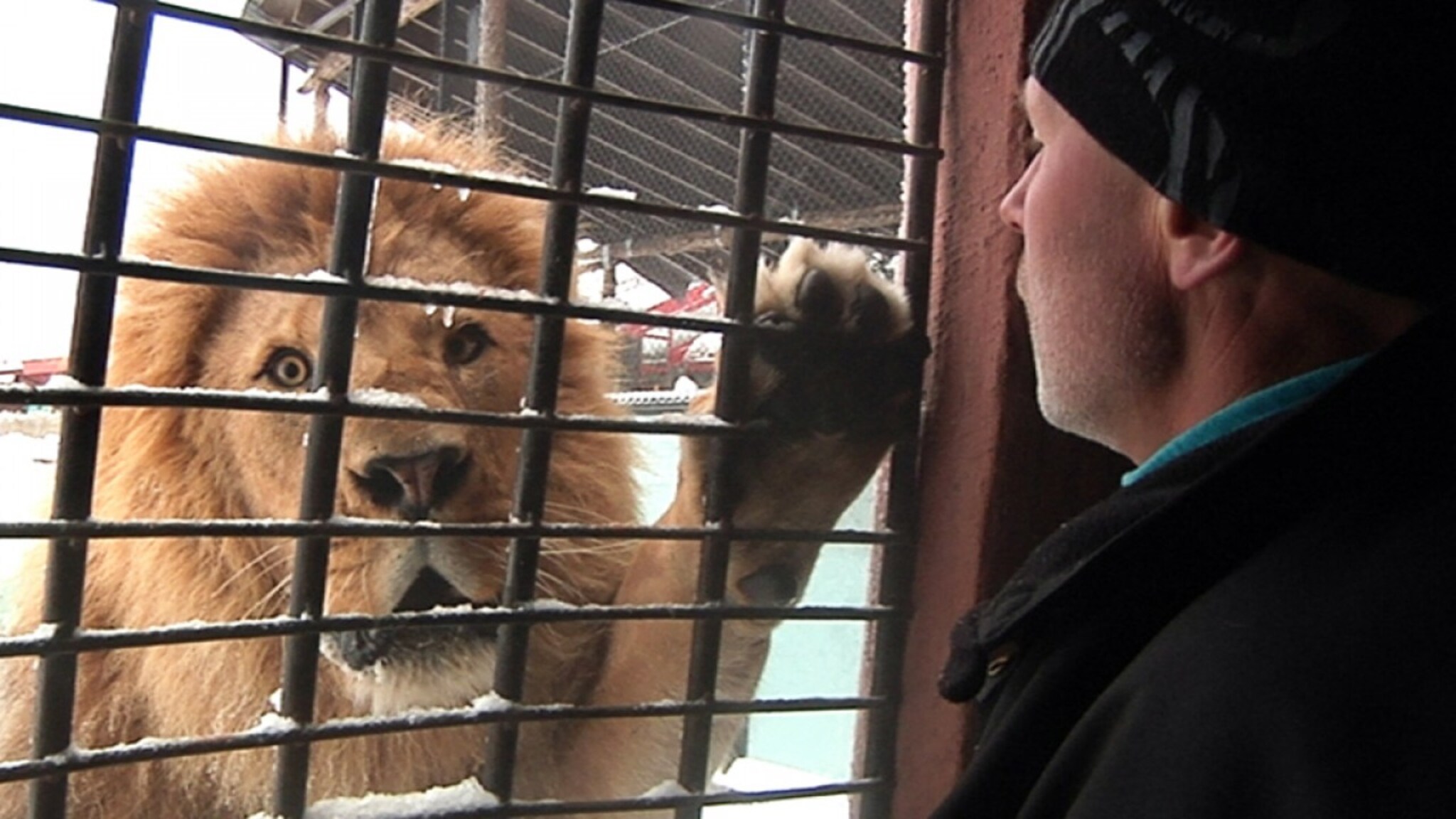 Spektakulær løveforing i snøen