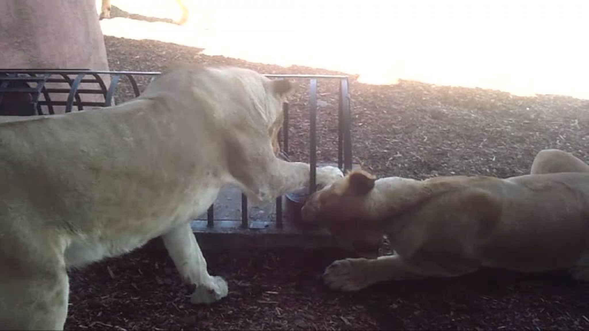 Løvene kjøler seg ned på is