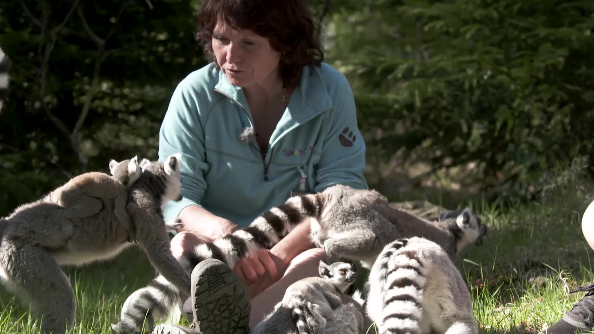 Vårslipp av lemurer og orangutanger i Dyreparken