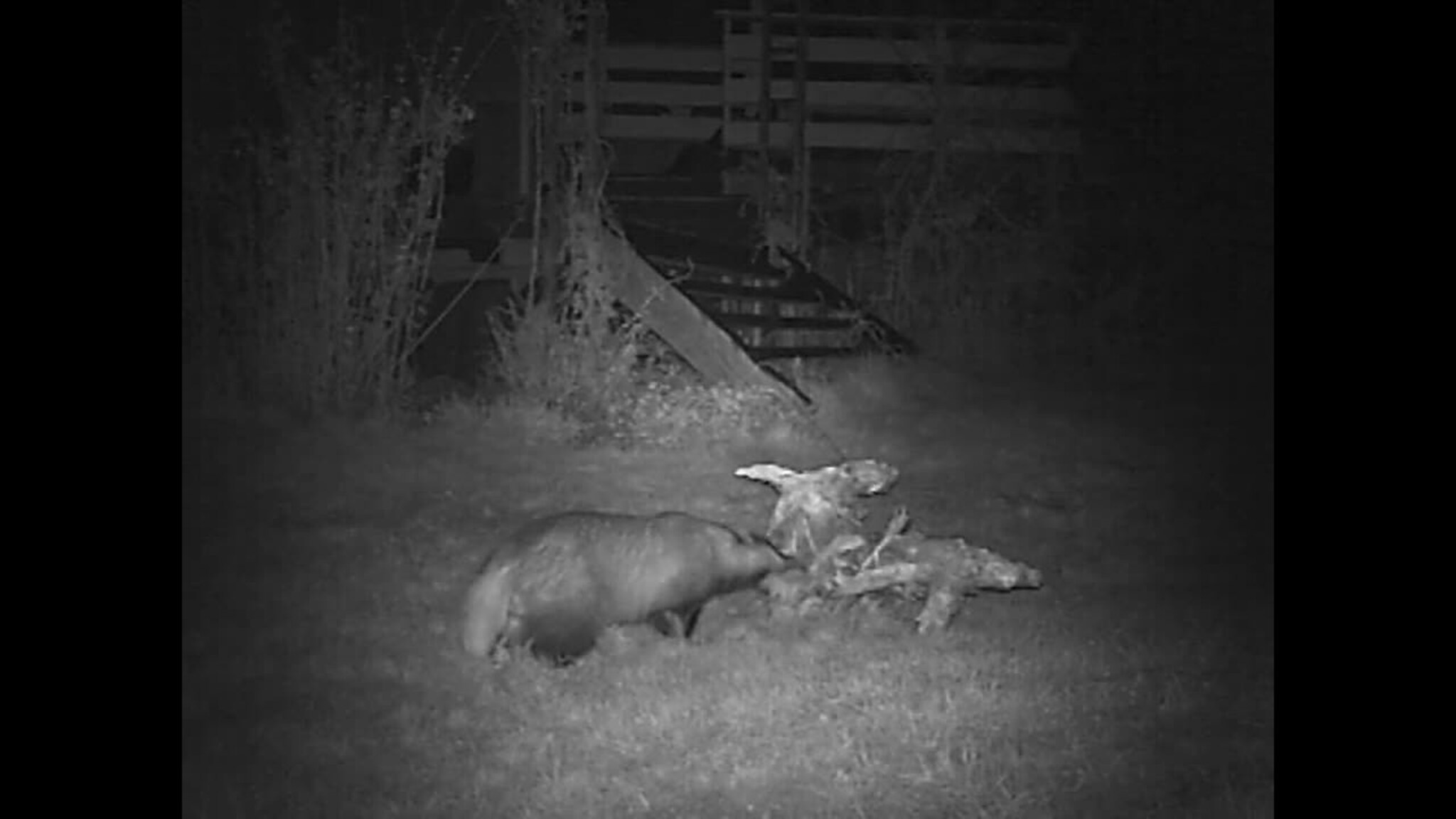 Se Vågsbygd-grevling spise: