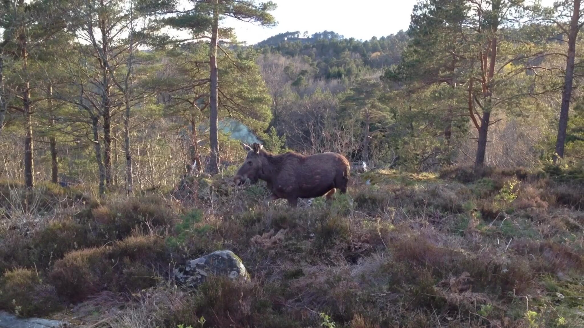 Elgen på Frikstad