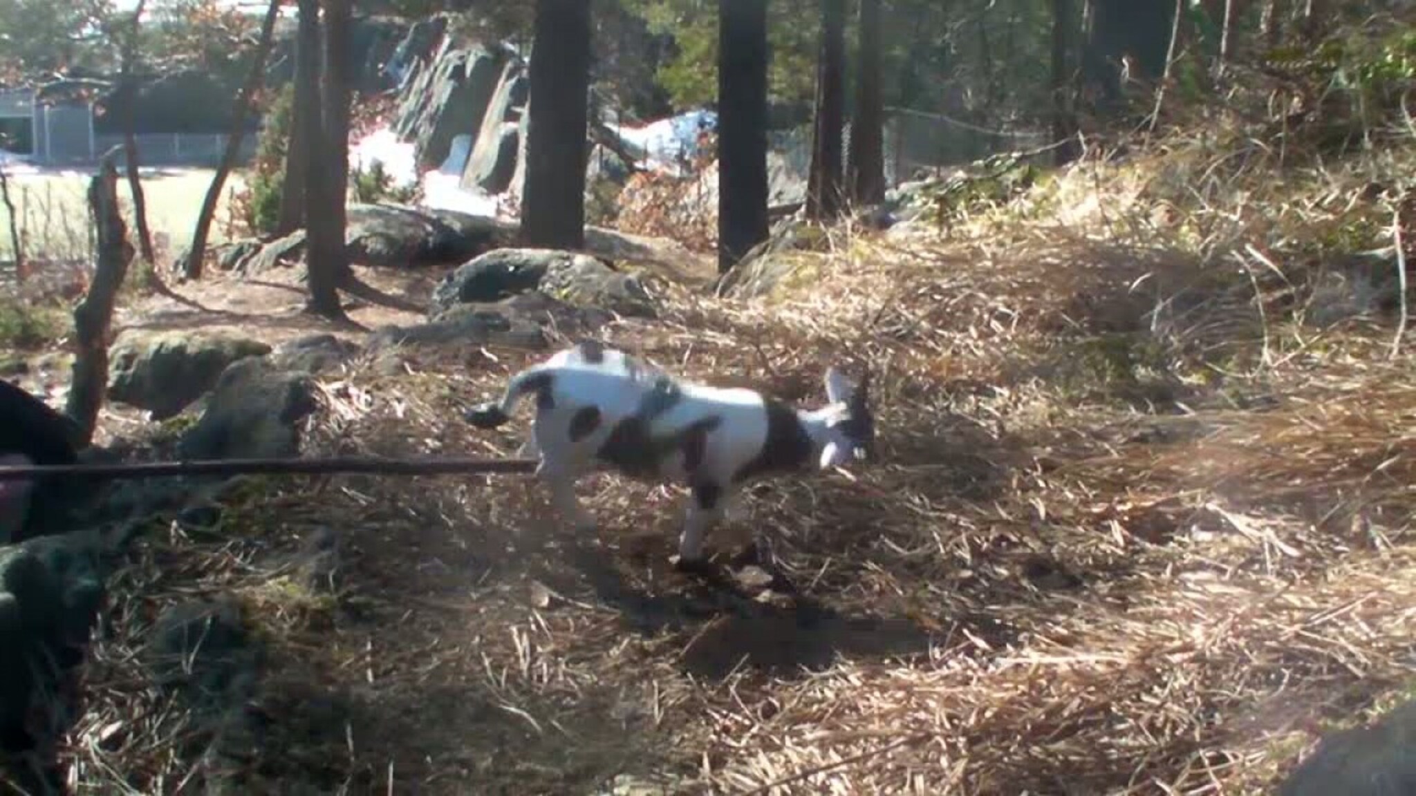 FILM 19: Høvågkua kommer tilbake