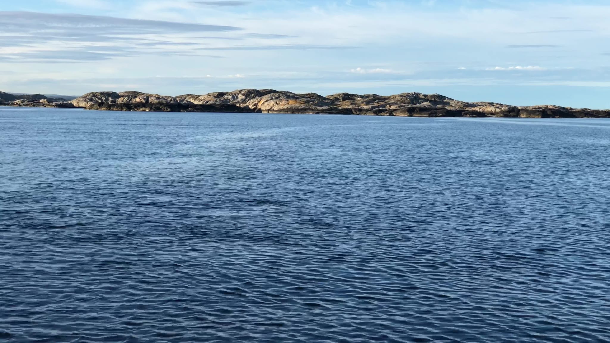 Delfiner ved Skottevig