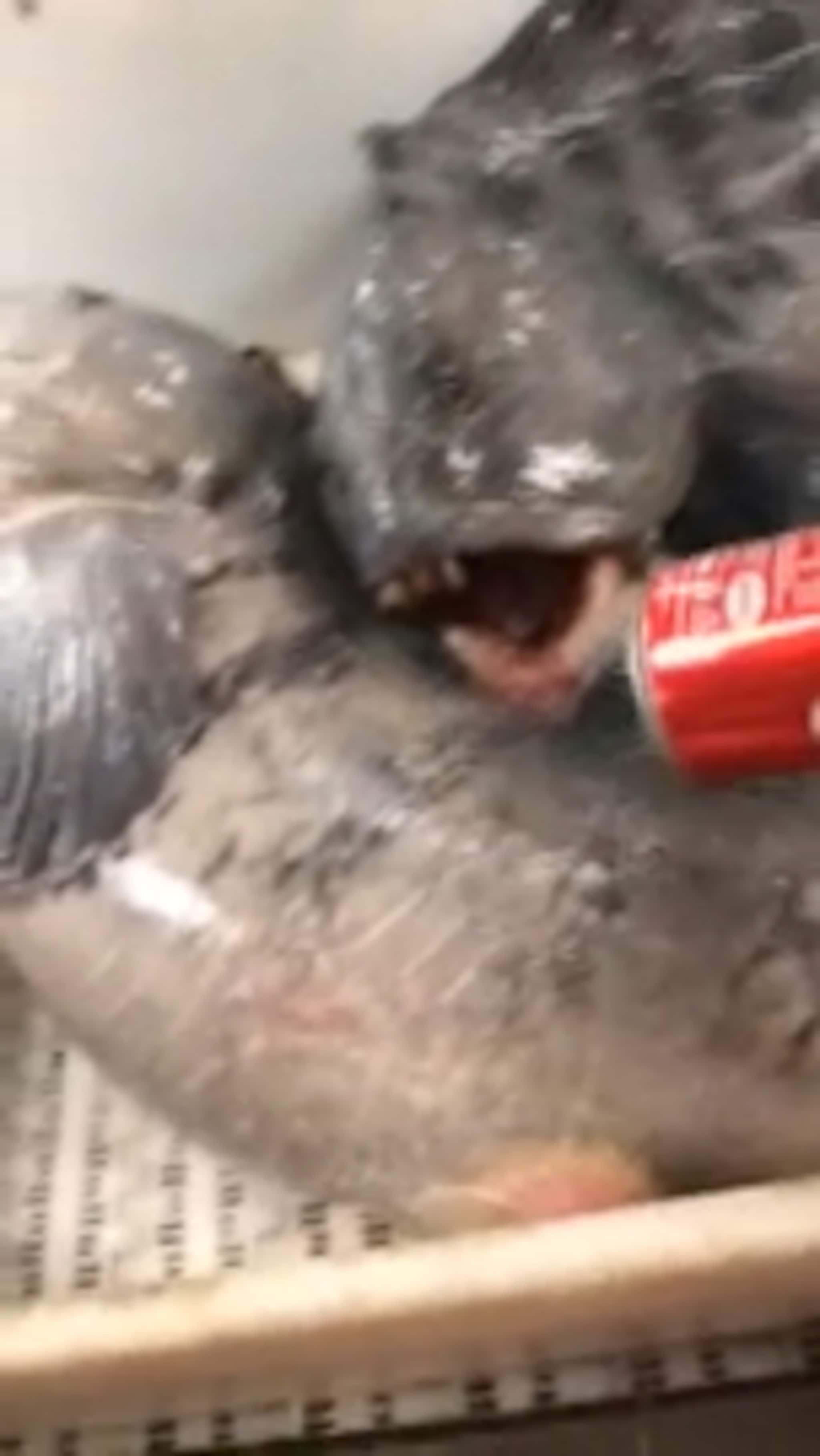 Fiskerens videoer fra livet på sjøen tar av på tiktok