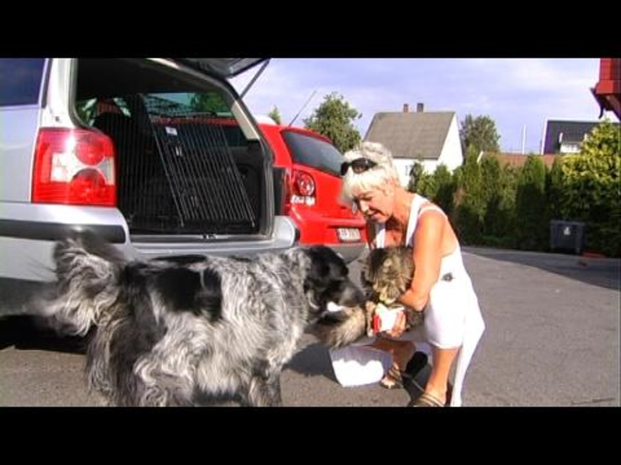 Gjensynsglede mellom katt og hund