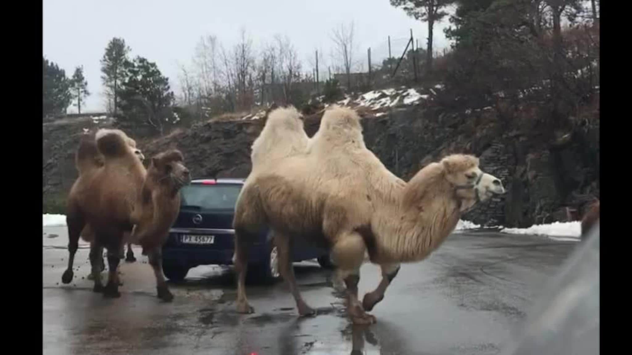 Kameler og lamaer på rømmen