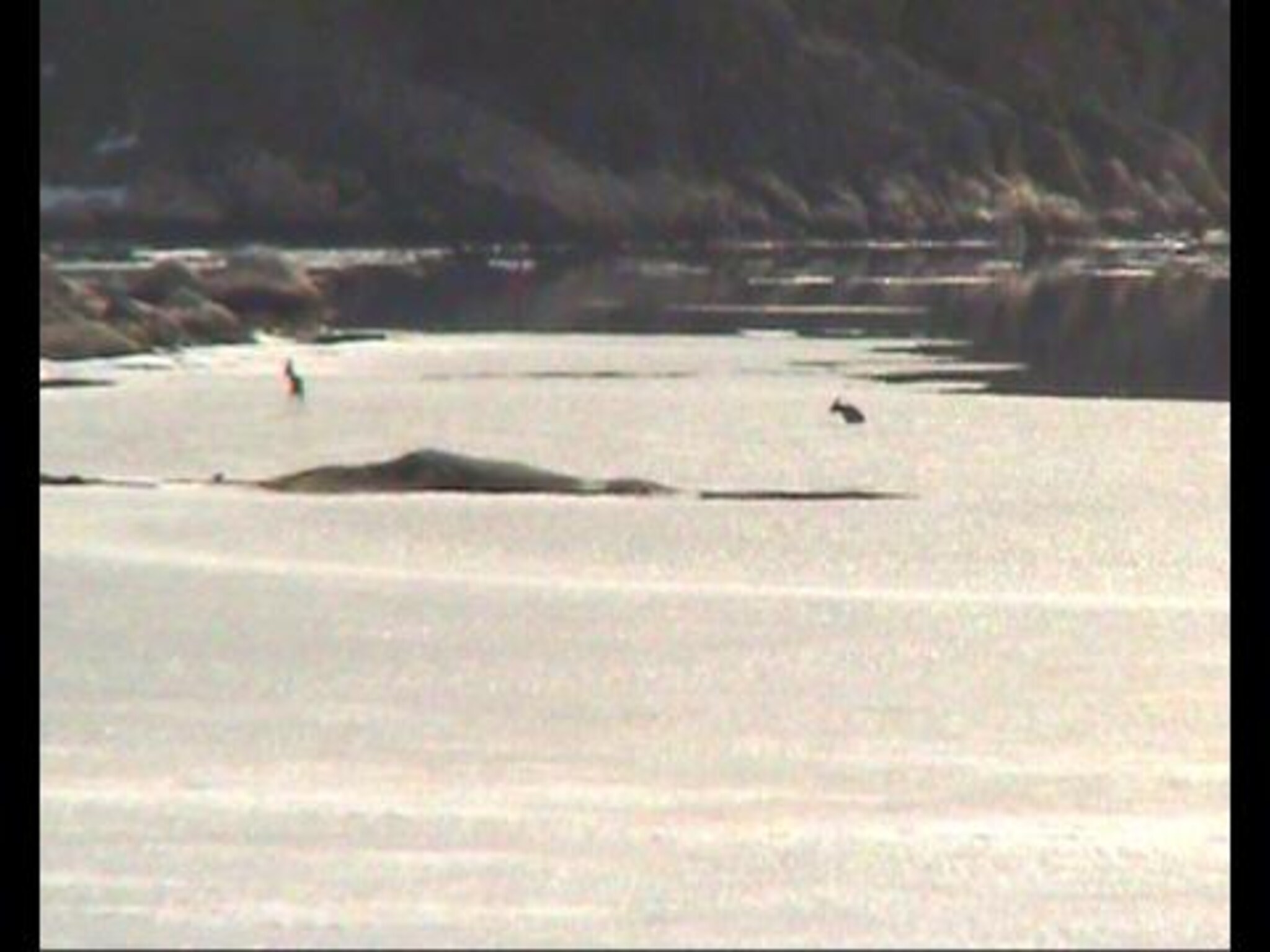 Rådyr reddet fra drukning