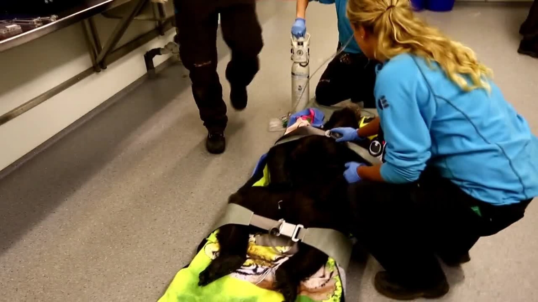 Sjimpansen Bini forlater Kristiansand etter 26 år