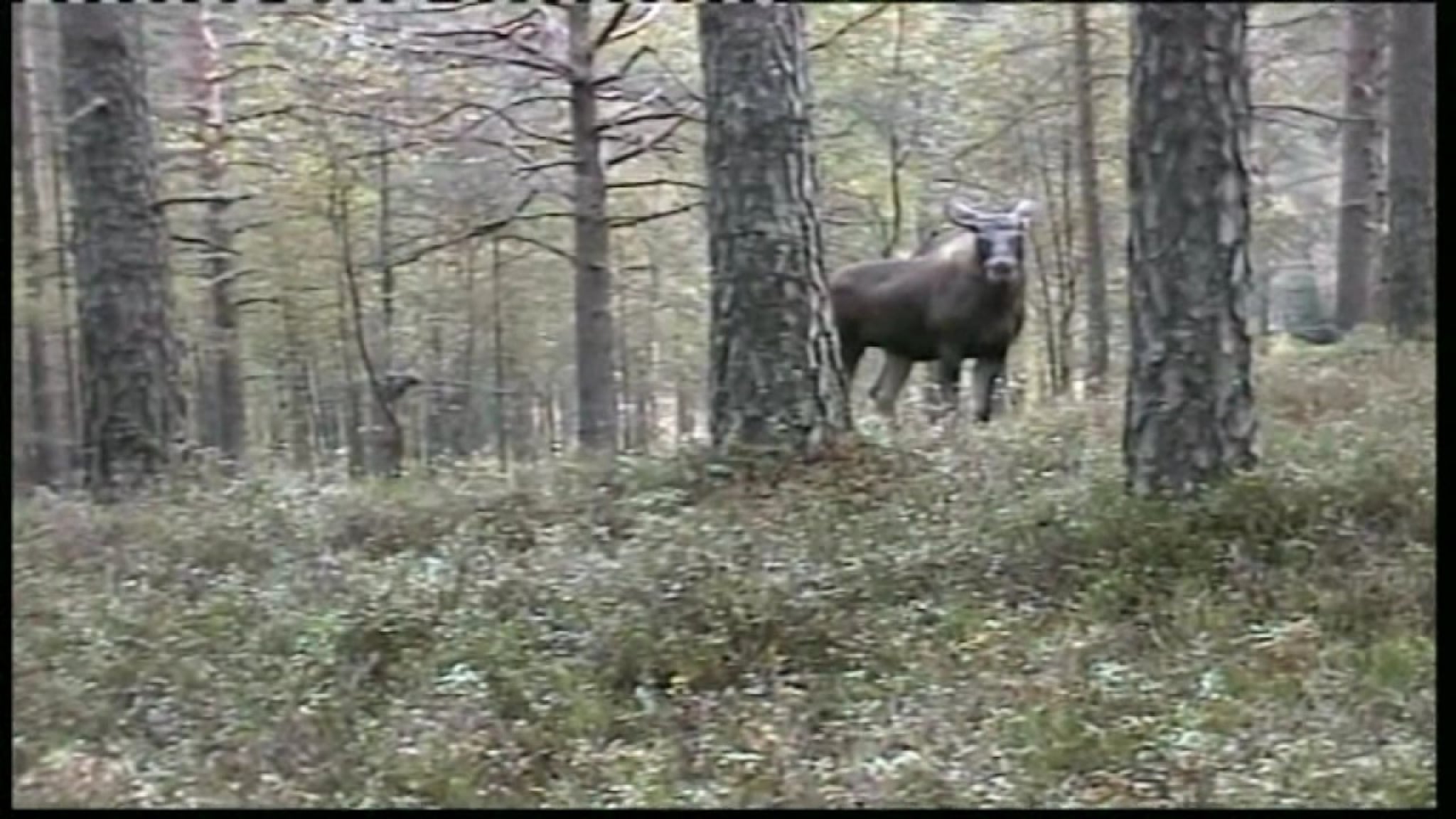 Elgfall i Eiesland