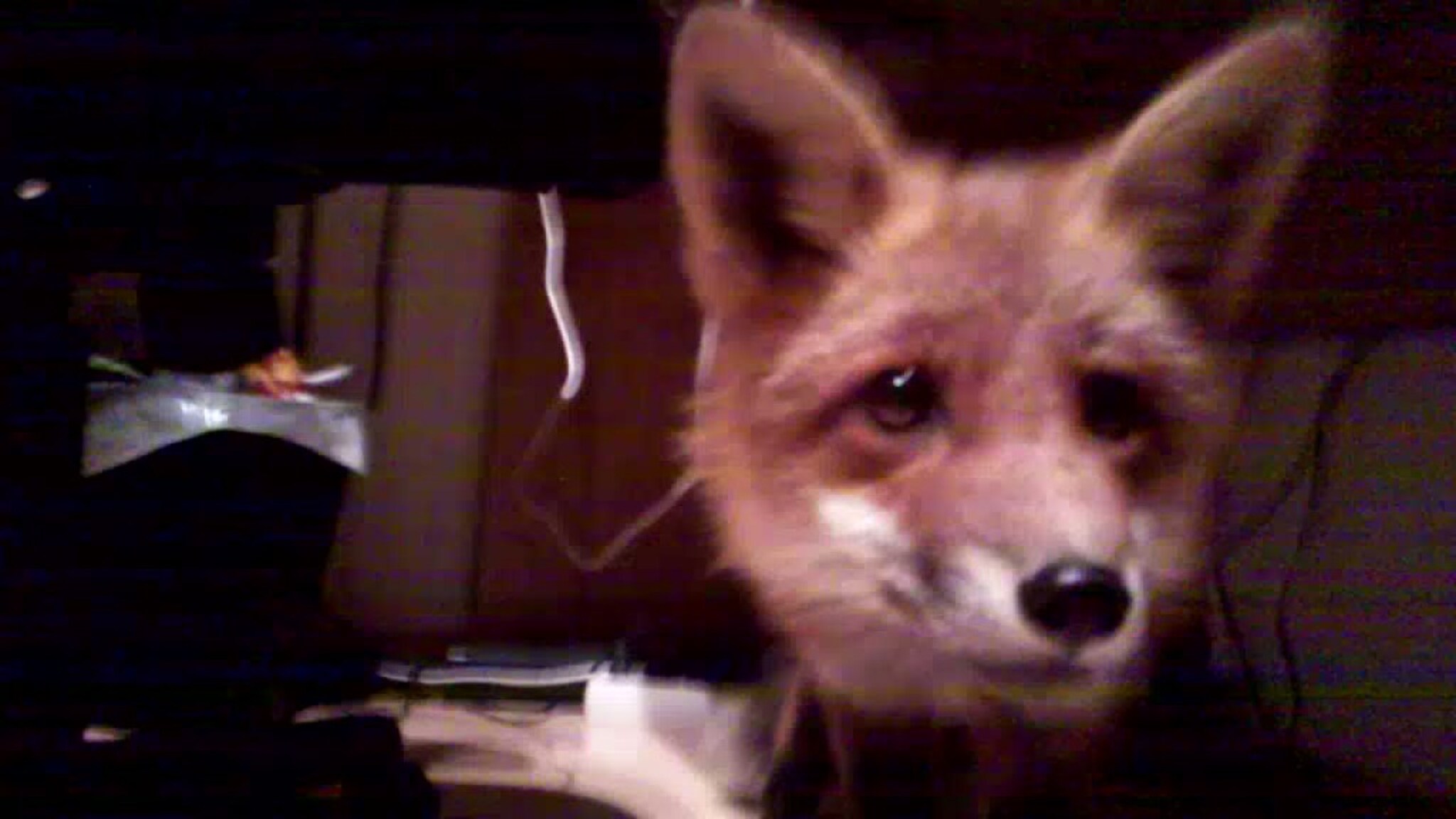 Fikk besøk av rev i huset