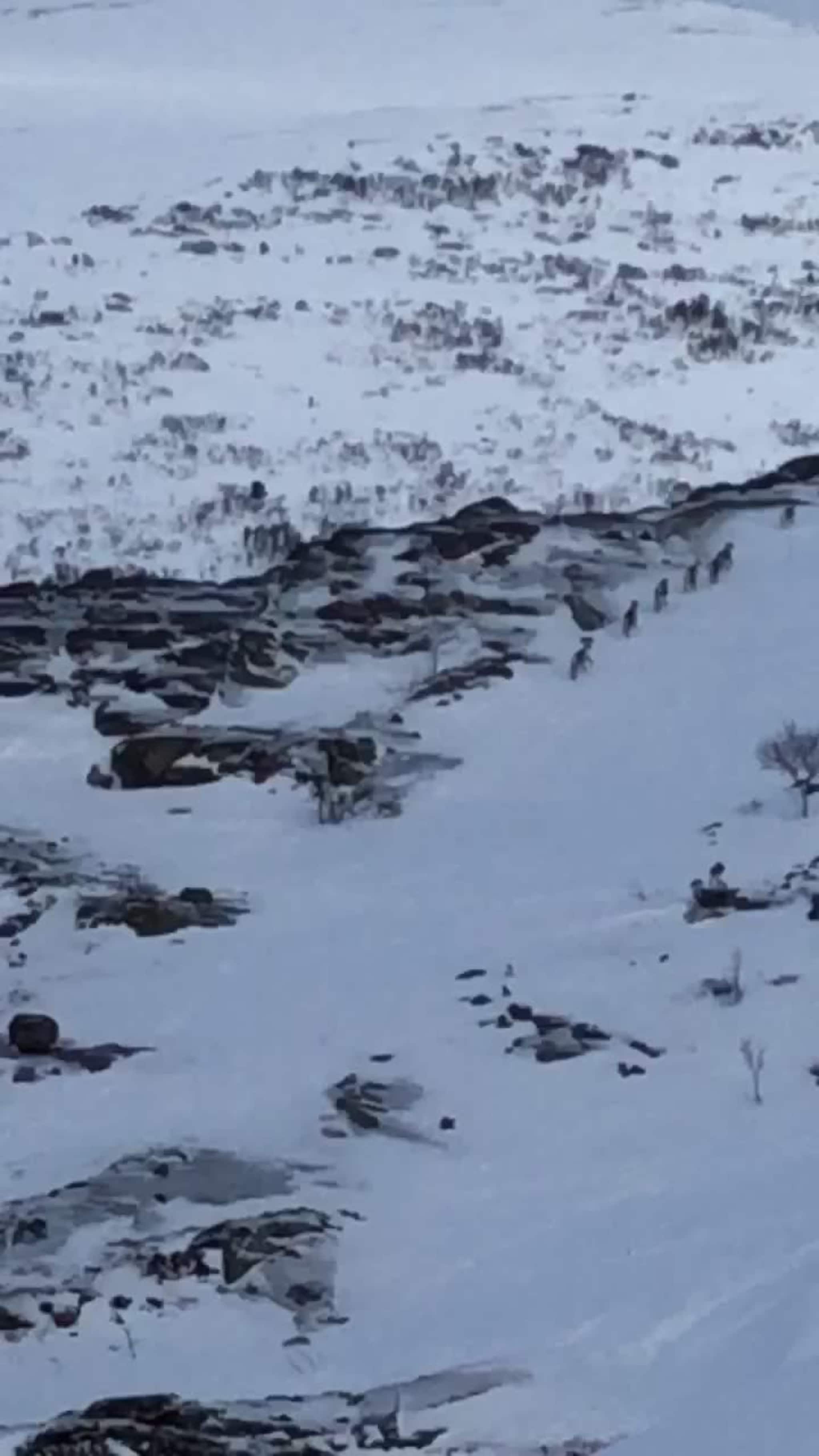Se reinsdyrene i skogen ved Hovden