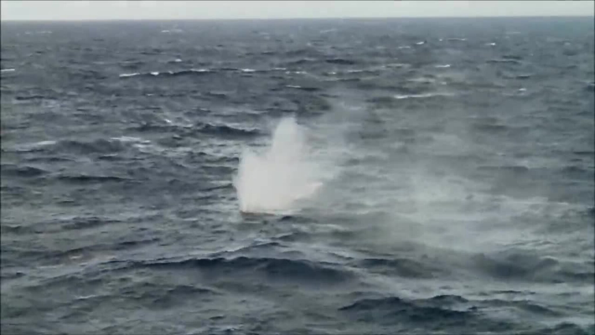 Her skyter de hvalen