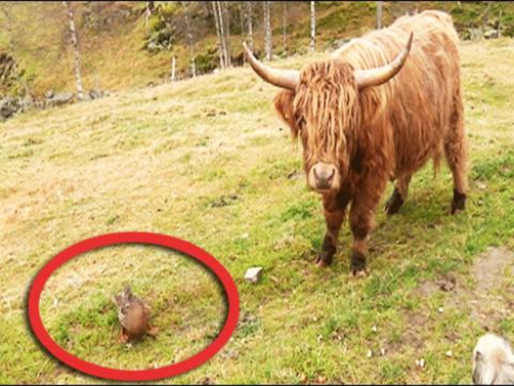 Anda Anna tror hun er en okse