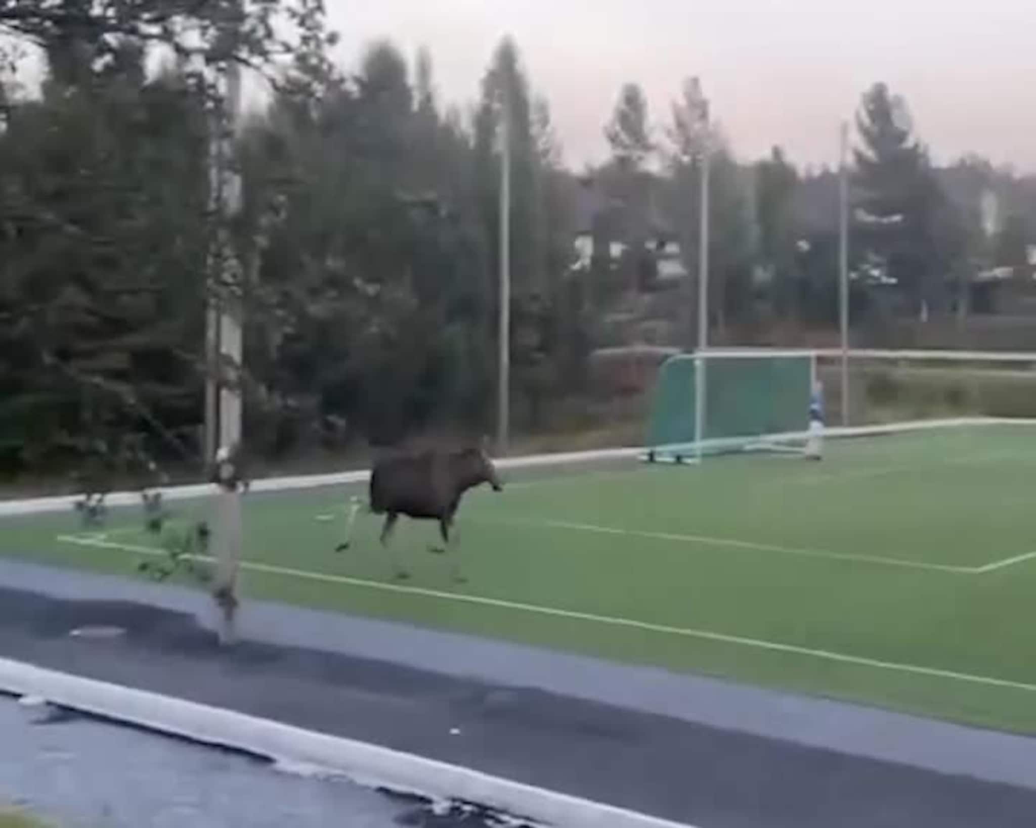 Elg på banen i Gjerstad