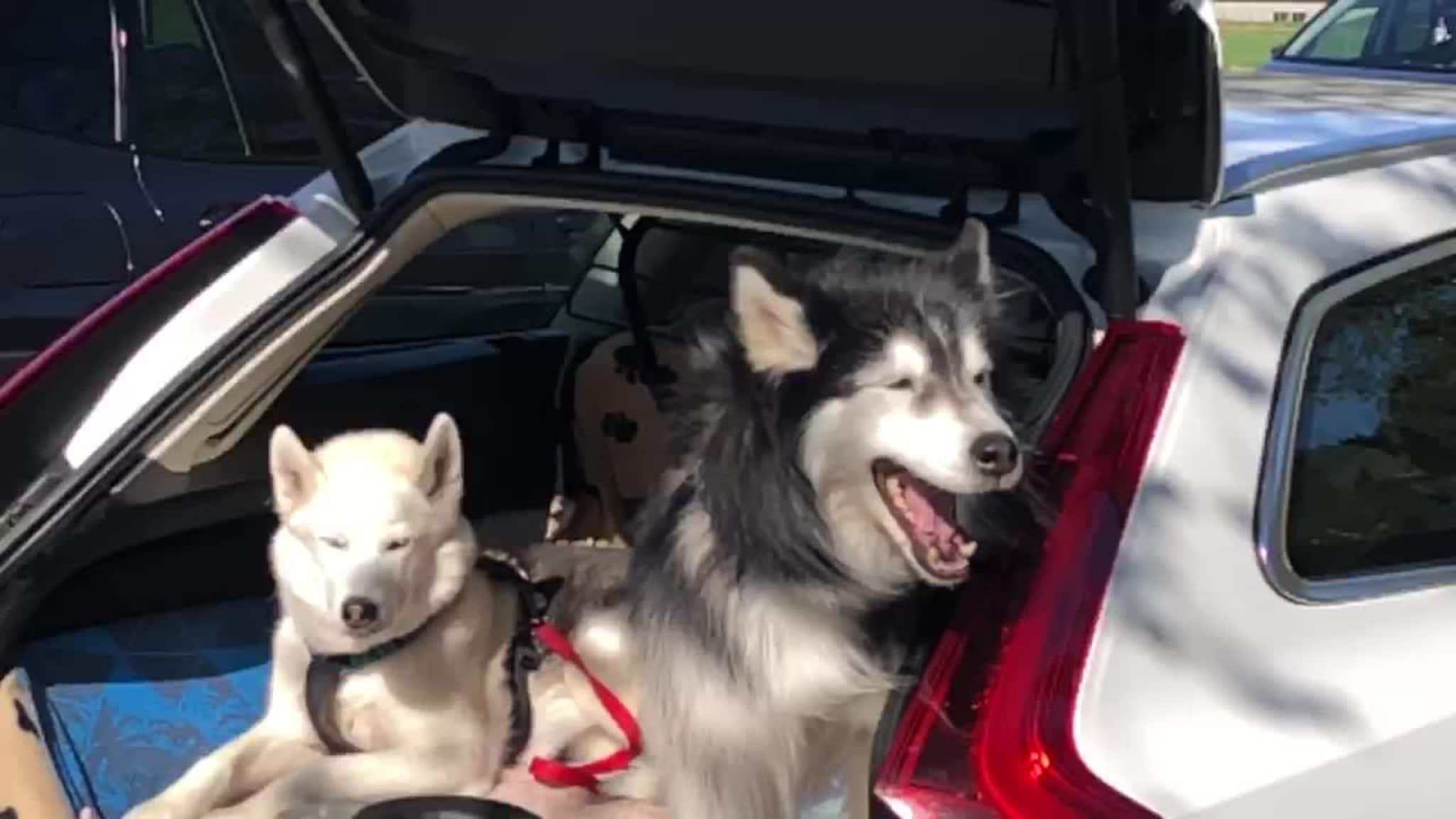 Syngende Huskeys i Åseral