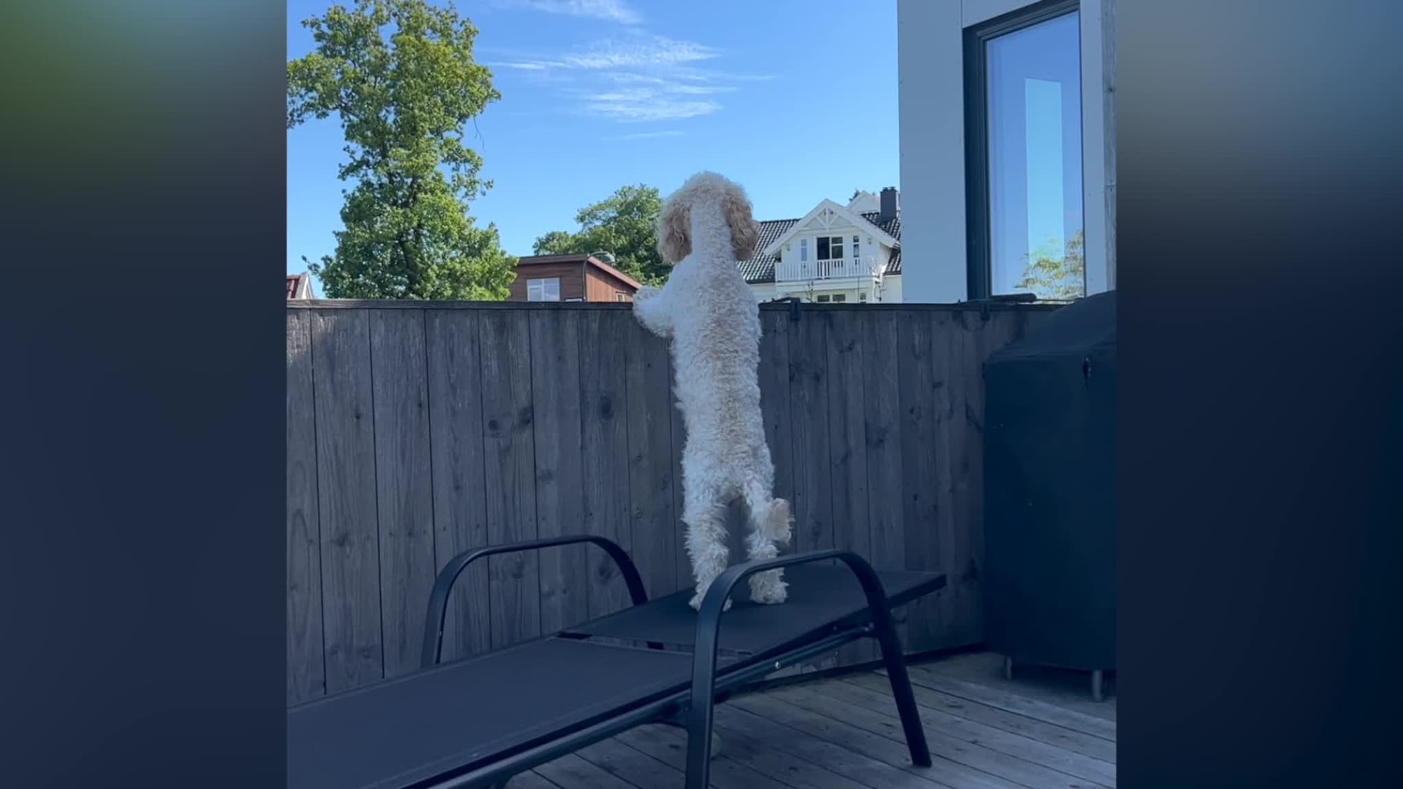 Nala fra Flekkerøy uler til isbilen