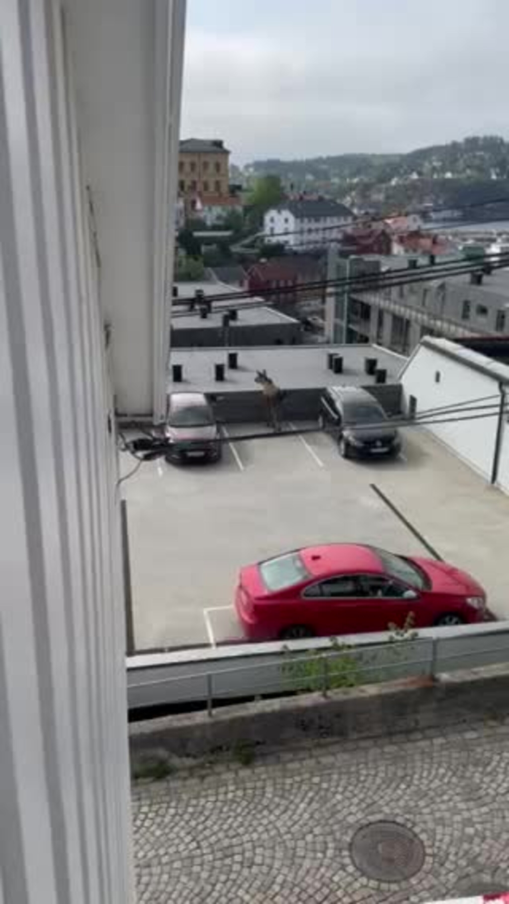 Her faller elgen i døden