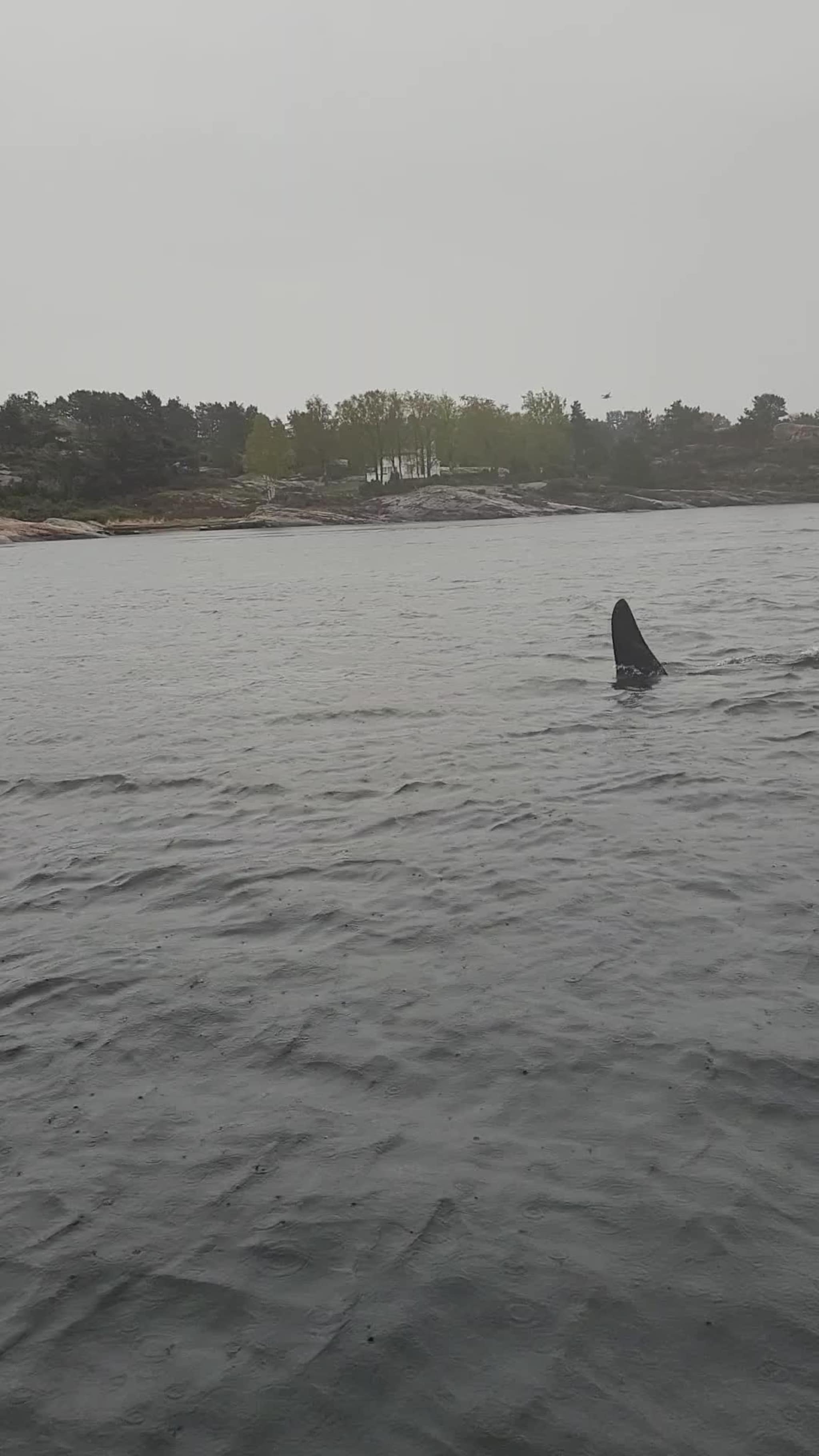 Spekkhoggere i Byfjorden