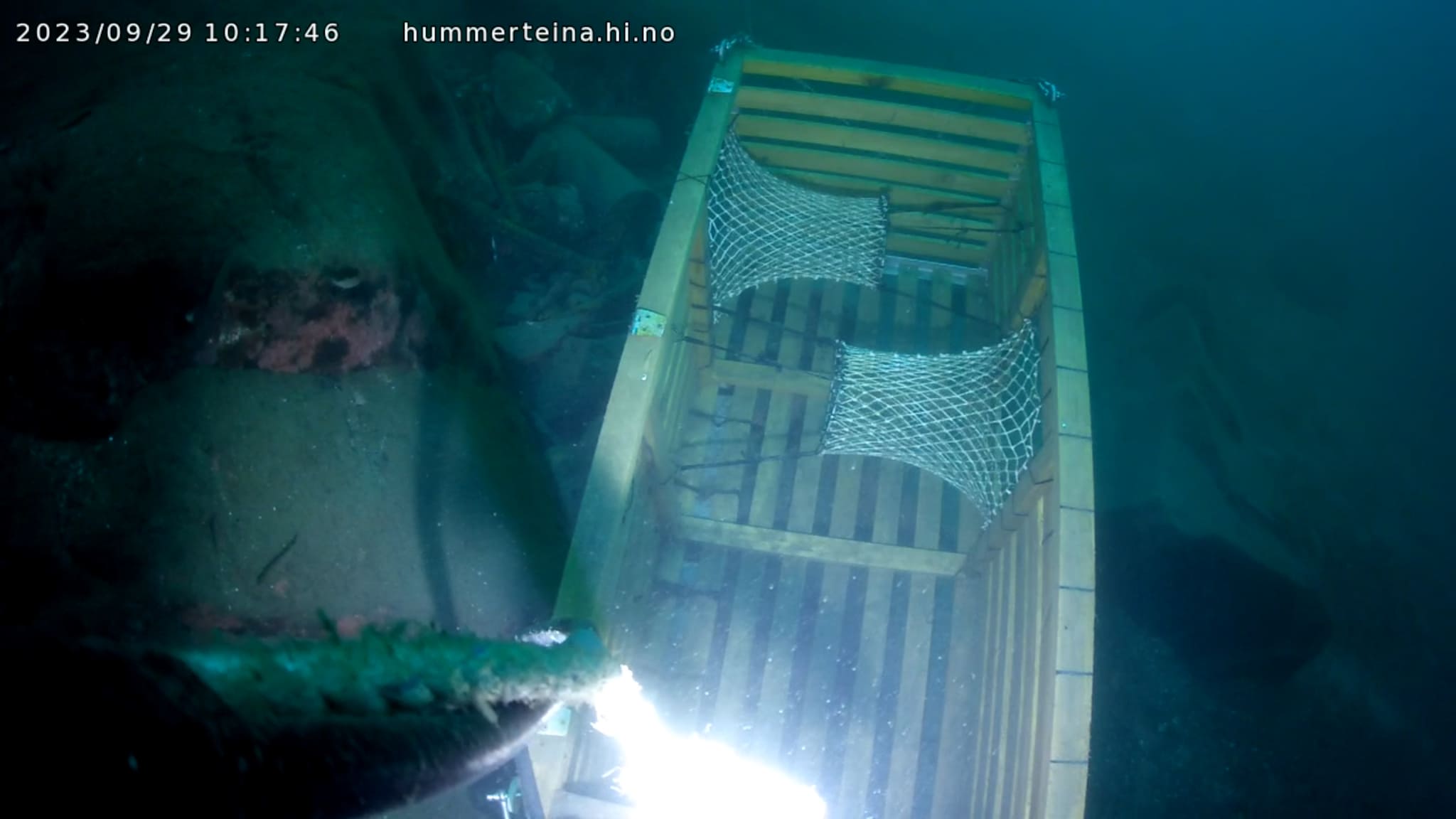Hummerteina live fra Flødevigen- 2023.  VIDEO: Havforskningsinstituttet