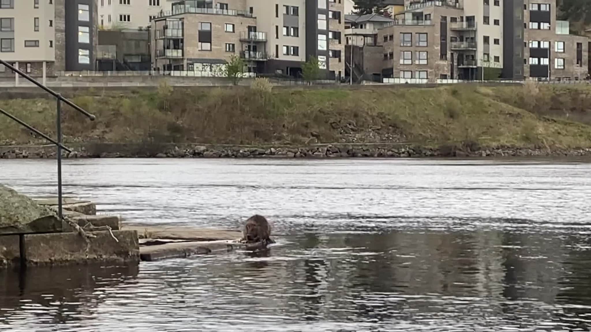Bever i Otra.mov
