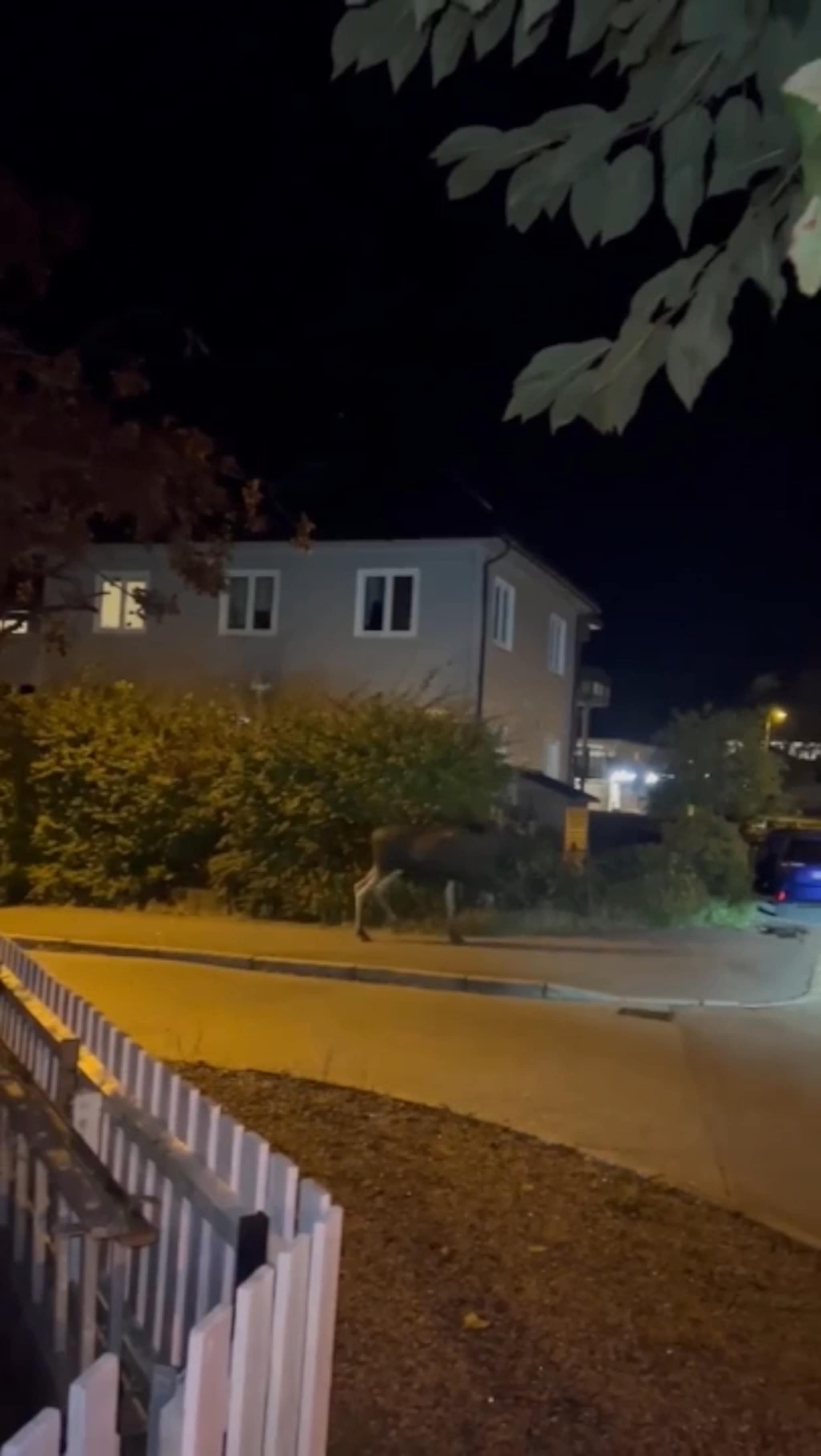 Her spaserer elgen rett gjennom boligområdet