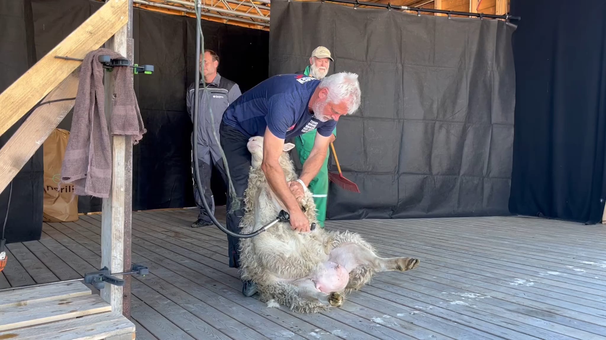 Video: Se hvordan en sau klippes i løpet et par minutter Foto: Tormod Flem Vegge